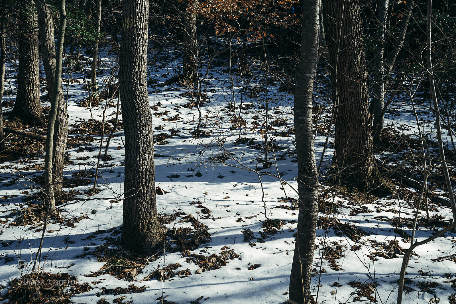 Sony a7R III sample photo. White photography