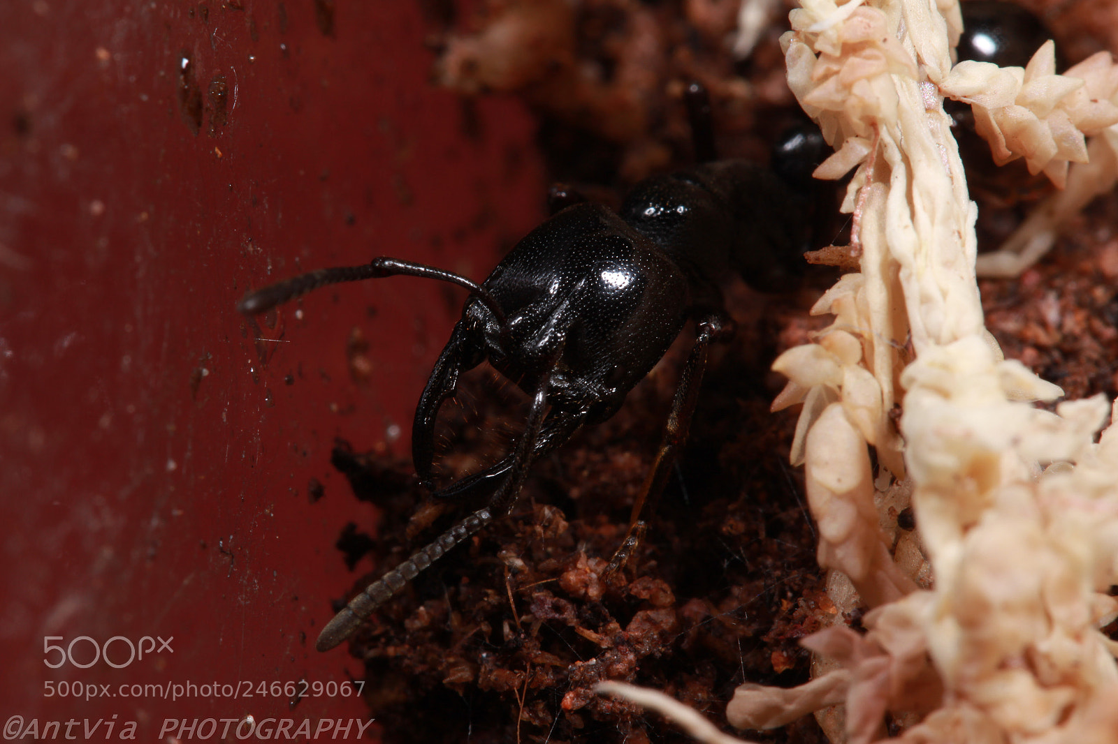 Canon EF-S 60mm F2.8 Macro USM sample photo. Plectroctena mandibularis photography