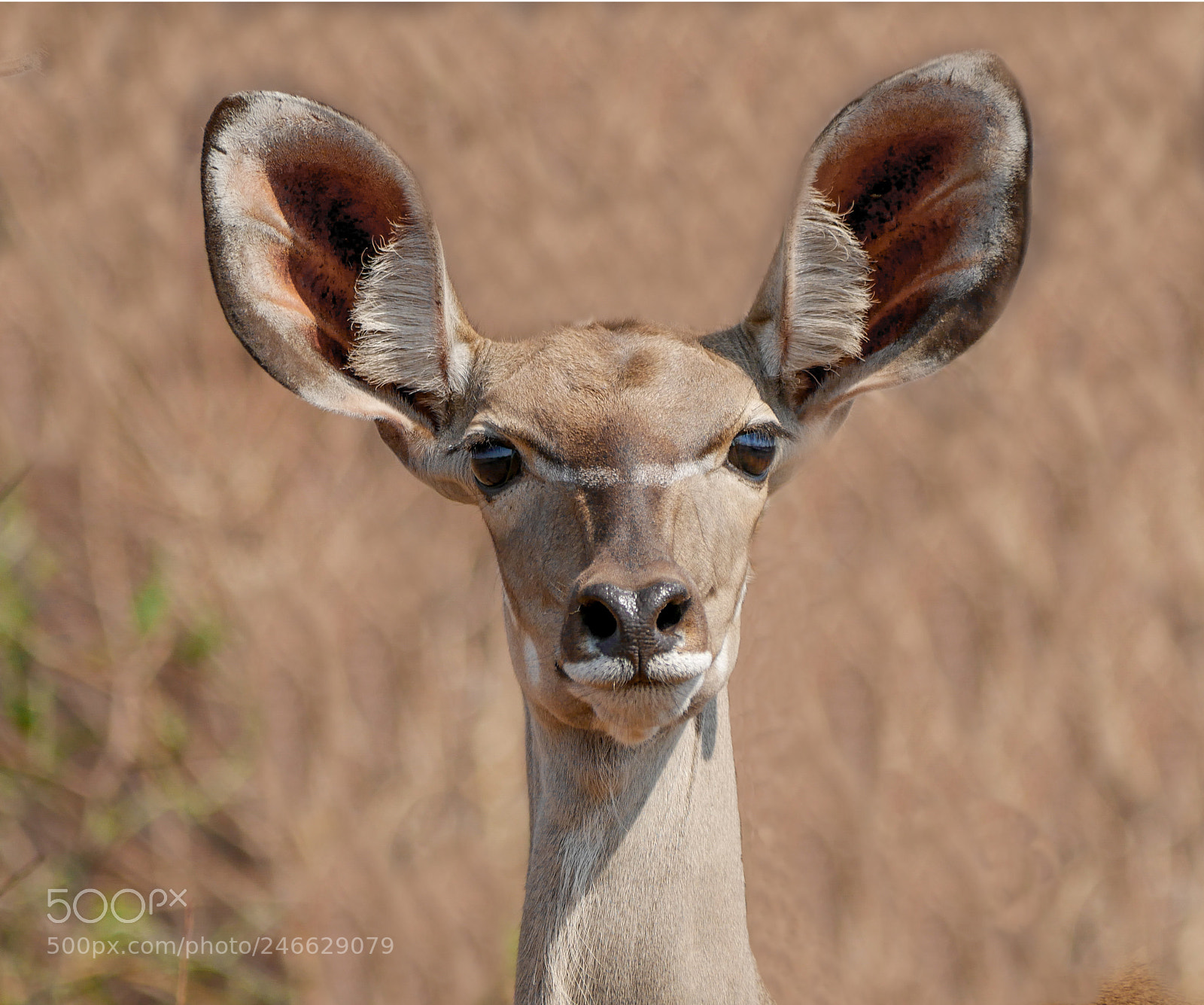 Panasonic DMC-G70 sample photo. Kudu antelope photography