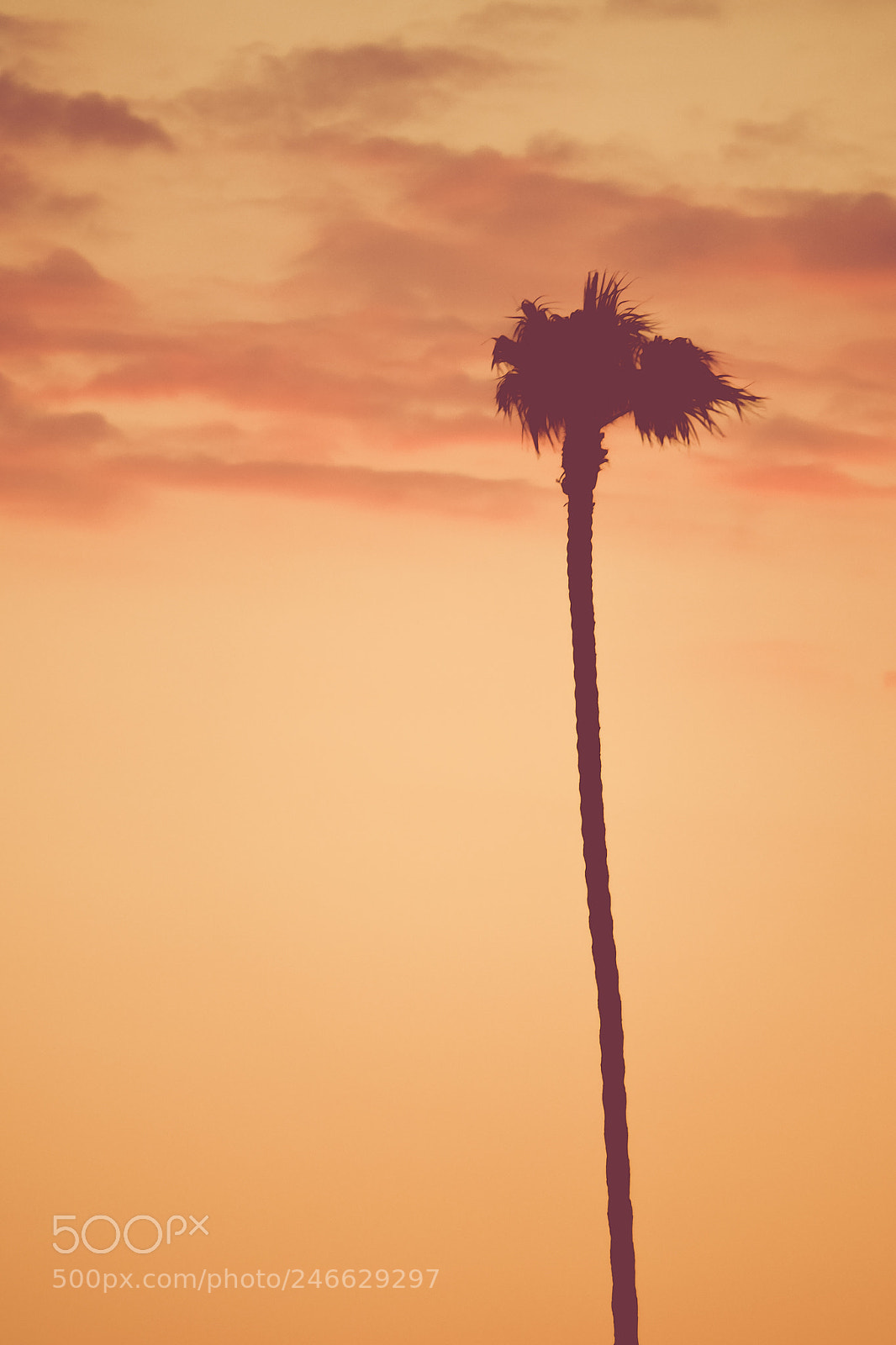 Sony Cyber-shot DSC-RX10 III sample photo. Single palm tree at photography