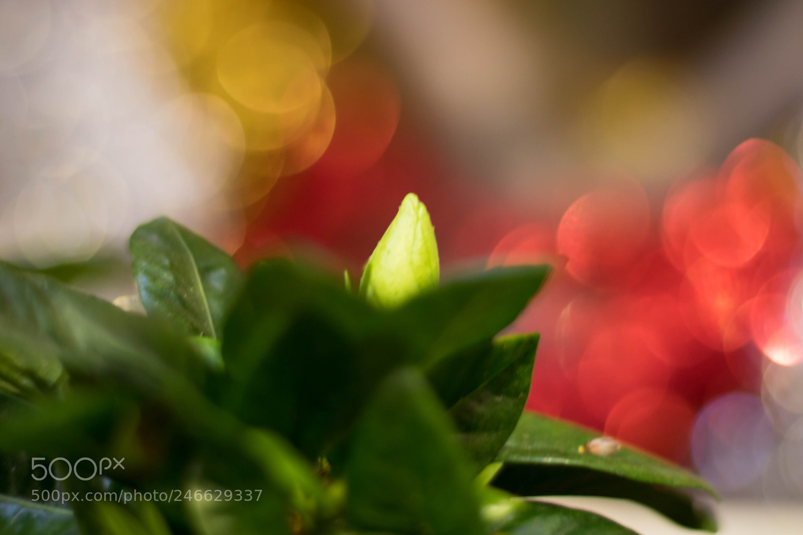 Canon EOS 760D (EOS Rebel T6s / EOS 8000D) sample photo. Img photography