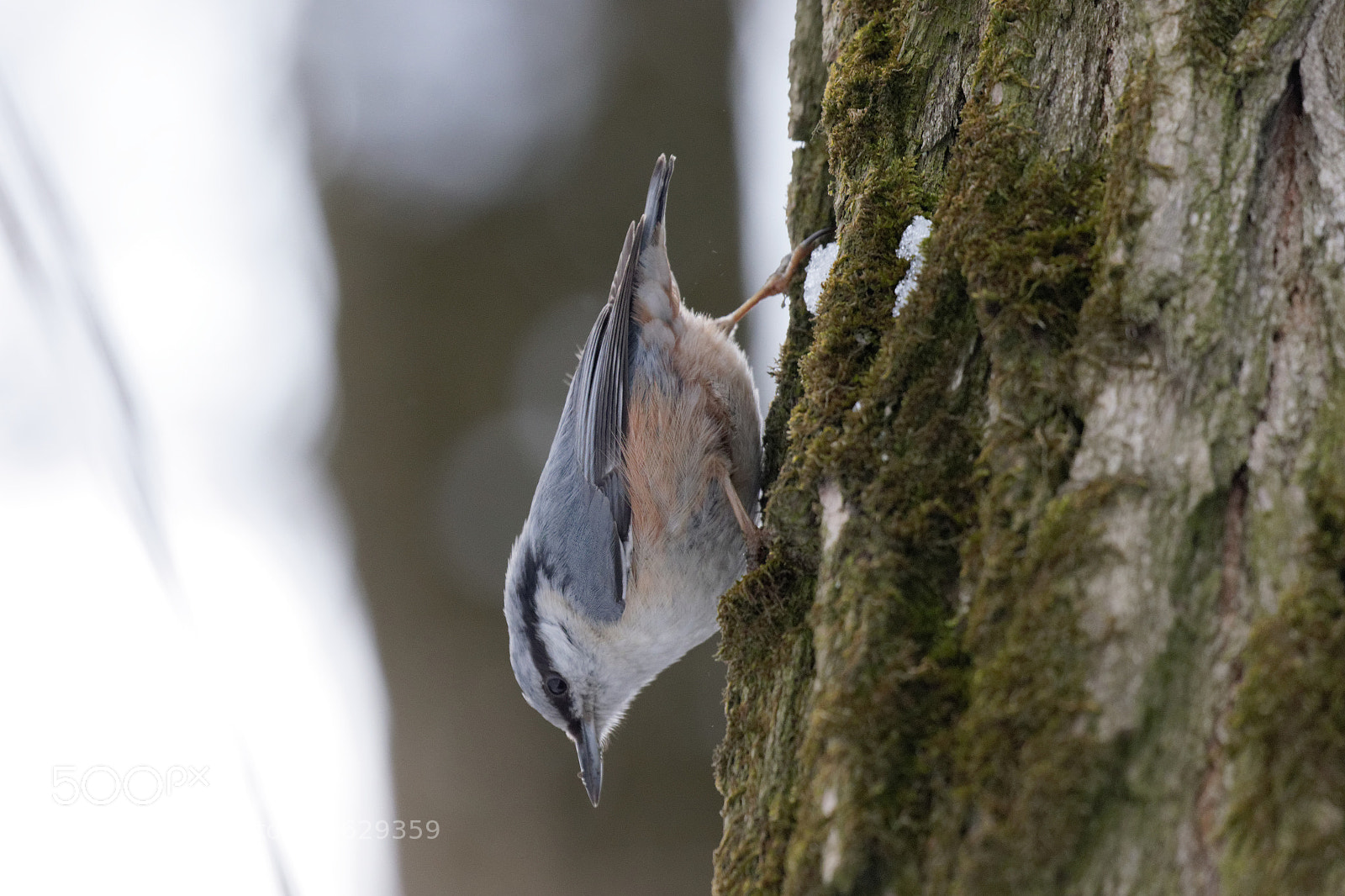 Canon EOS 7D Mark II sample photo. Eurasian nuthatch ukraine photography