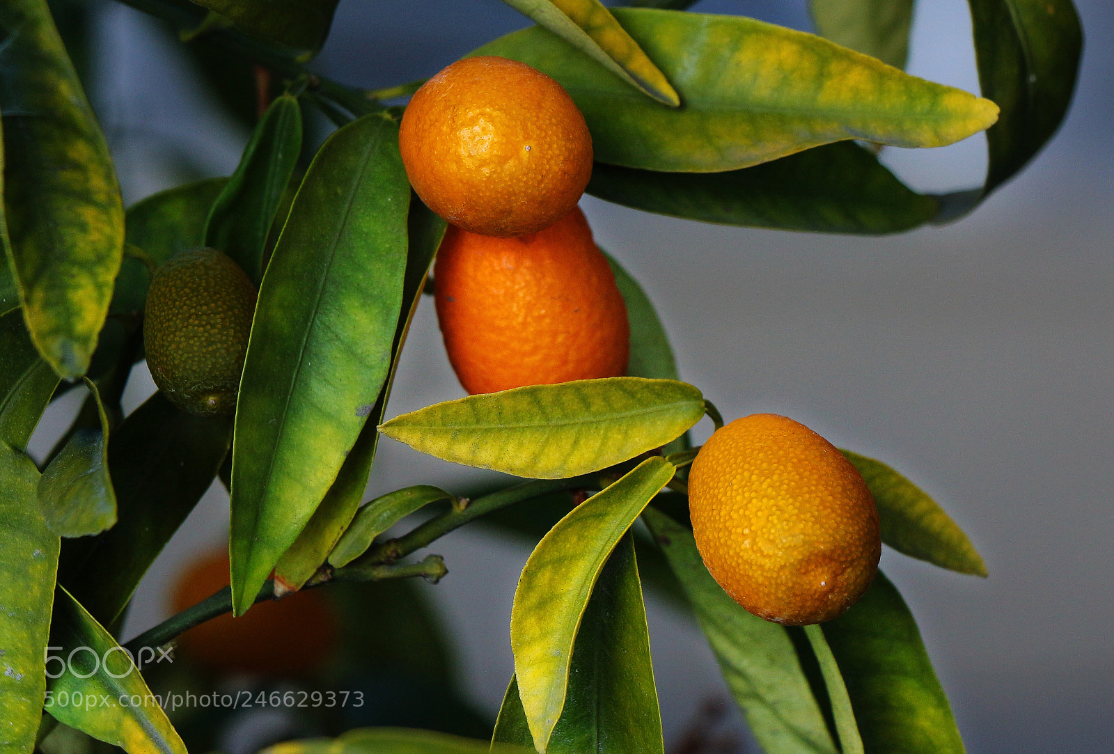 Canon EOS 700D (EOS Rebel T5i / EOS Kiss X7i) sample photo. Kumquat photography