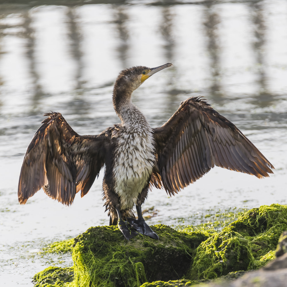 Nikon D850 sample photo. Khobar birds photography