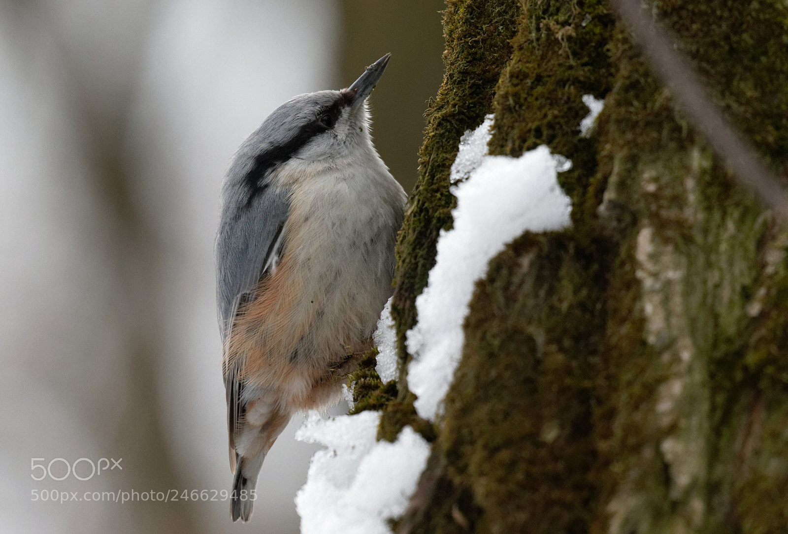 Canon EOS 7D Mark II sample photo. Eurasian nuthatch ukraine photography