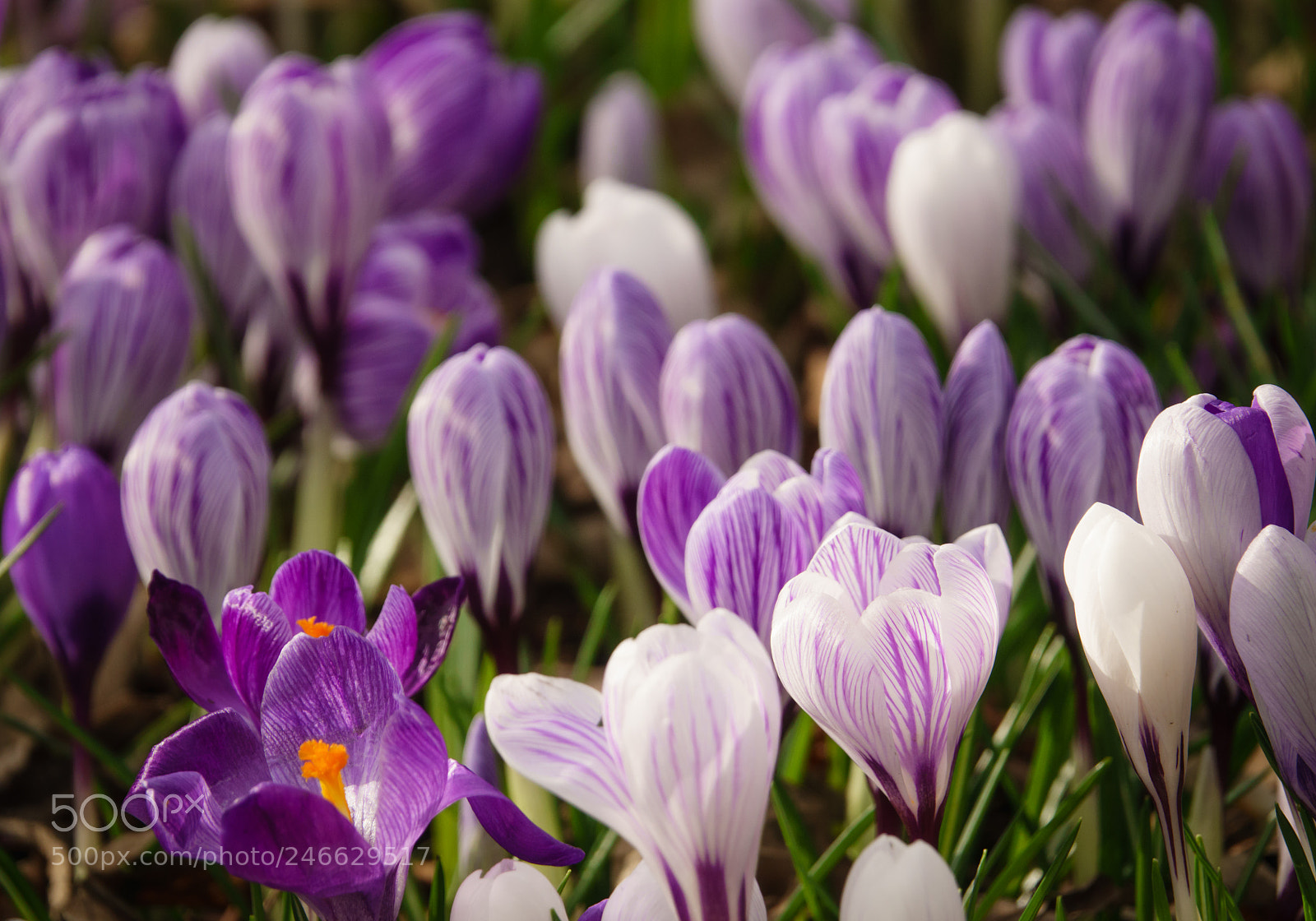 Sony Cyber-shot DSC-RX10 III sample photo. Purple spring crocuses growing photography
