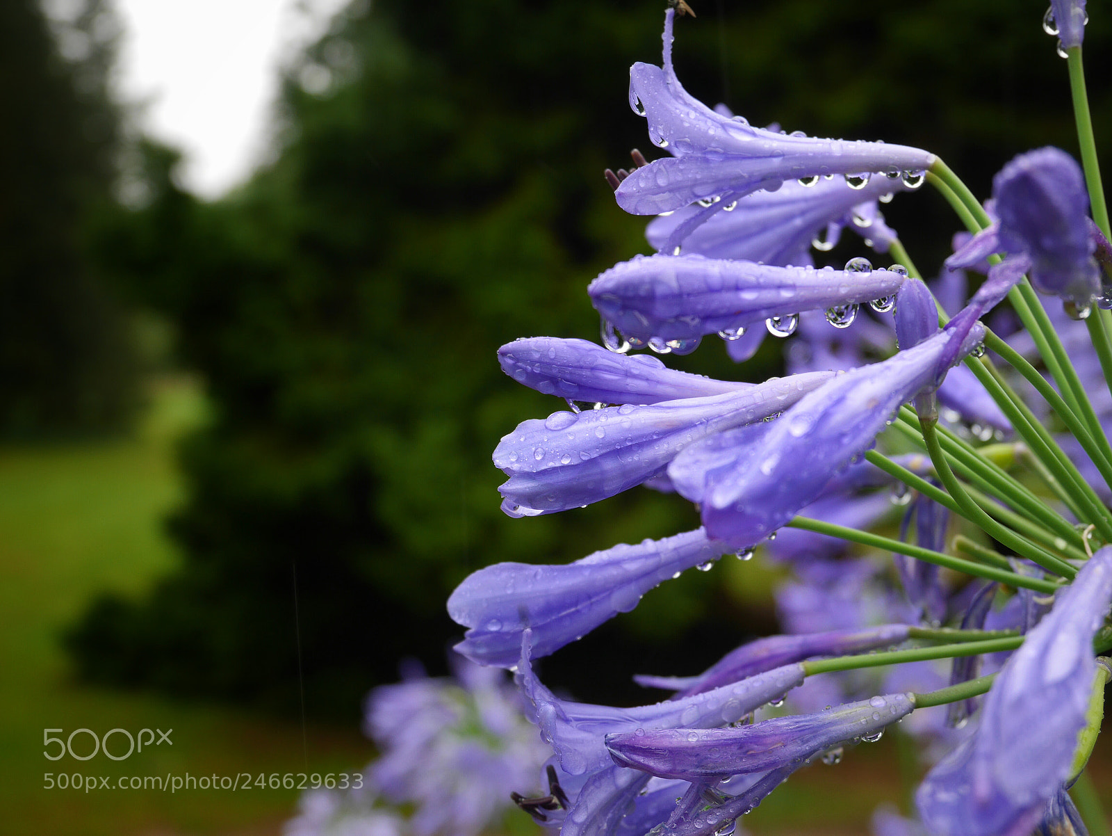 Panasonic Lumix DMC-GM1 sample photo. 20761050732.jpg photography