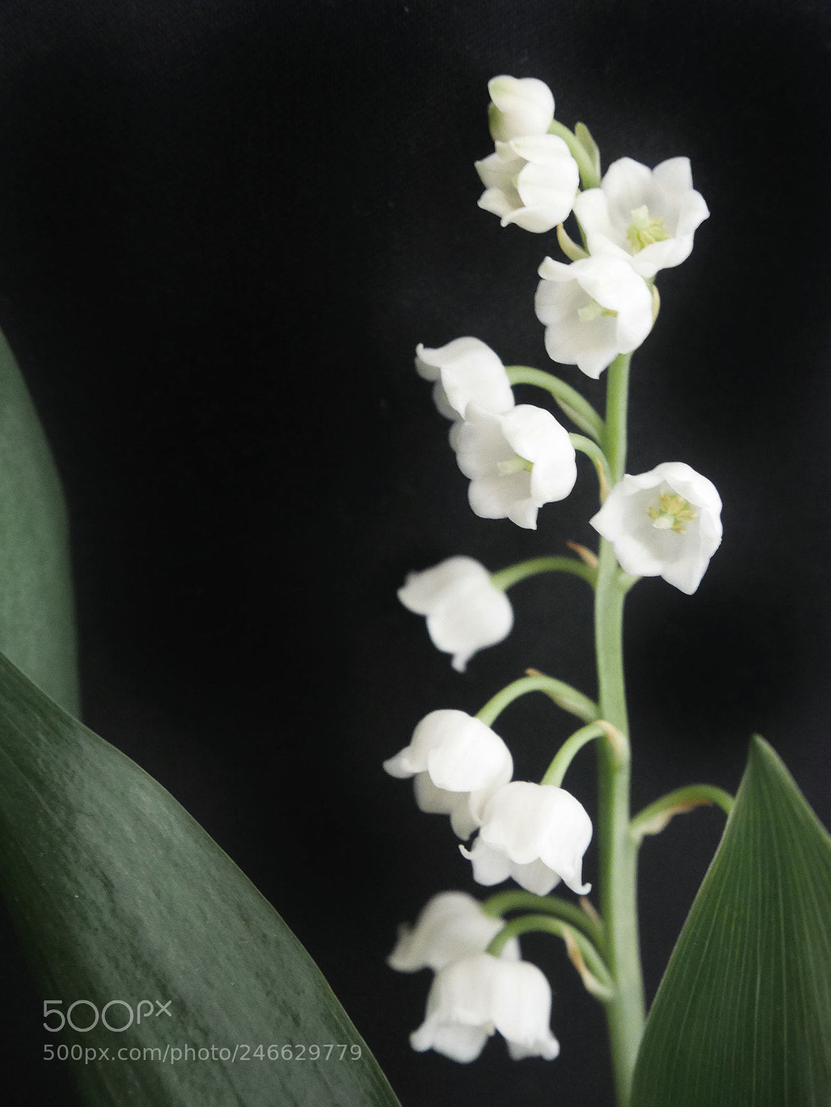 Panasonic Lumix DMC-GM1 sample photo. 17170081799.jpg photography