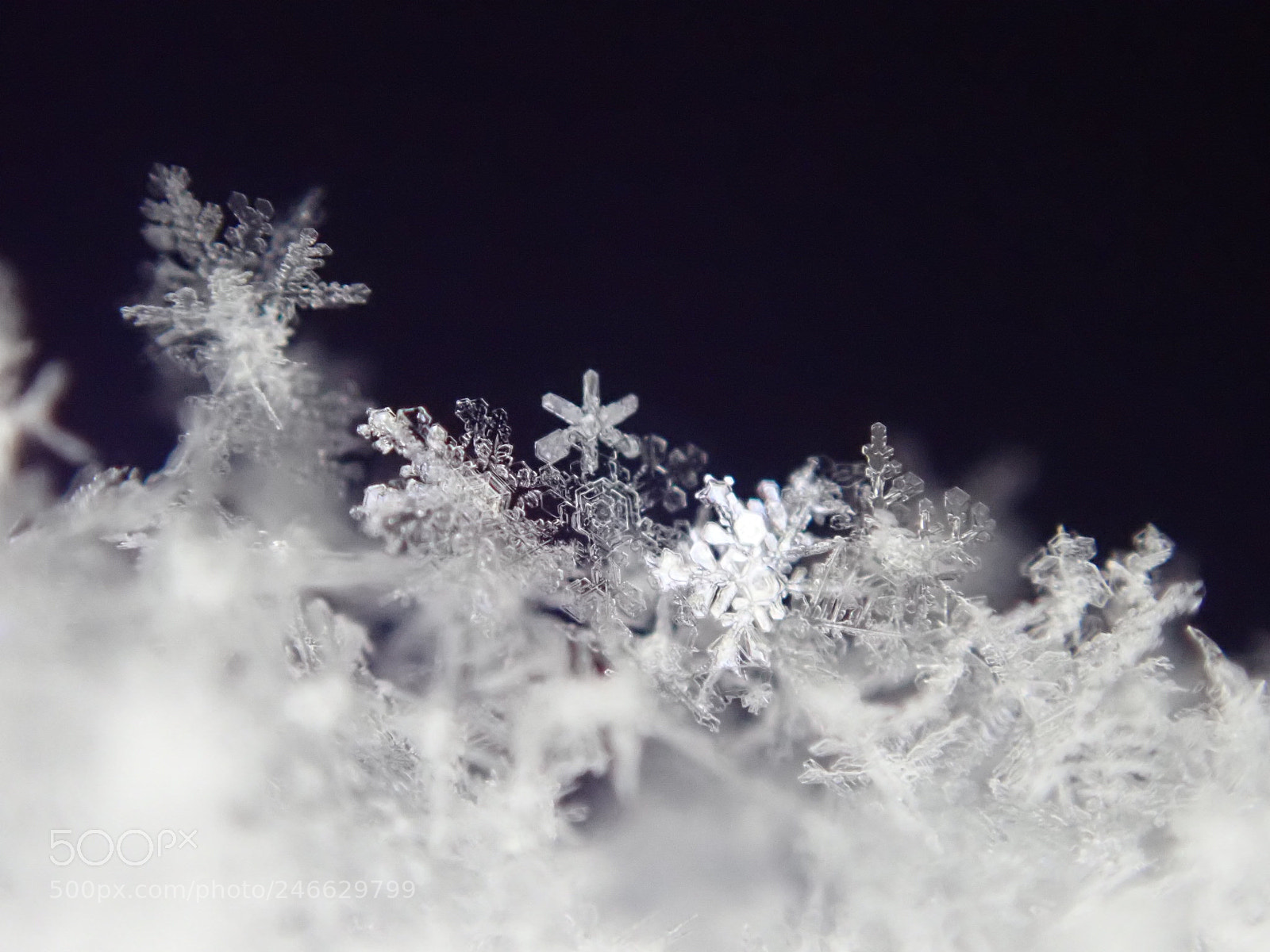 Olympus TG-5 sample photo. 六花繚乱 photography