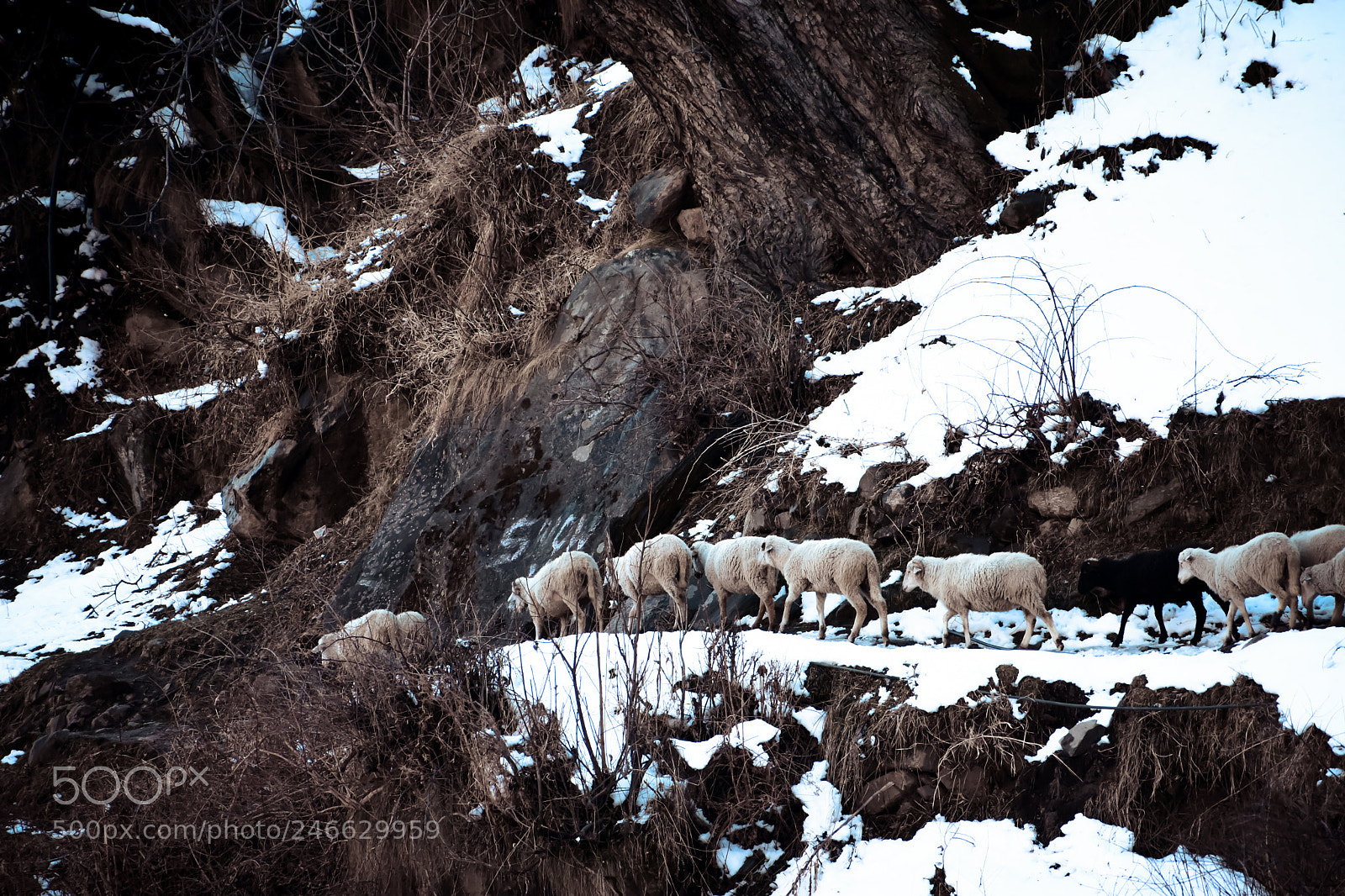 Nikon D7200 sample photo. Sheeps of himalayas photography