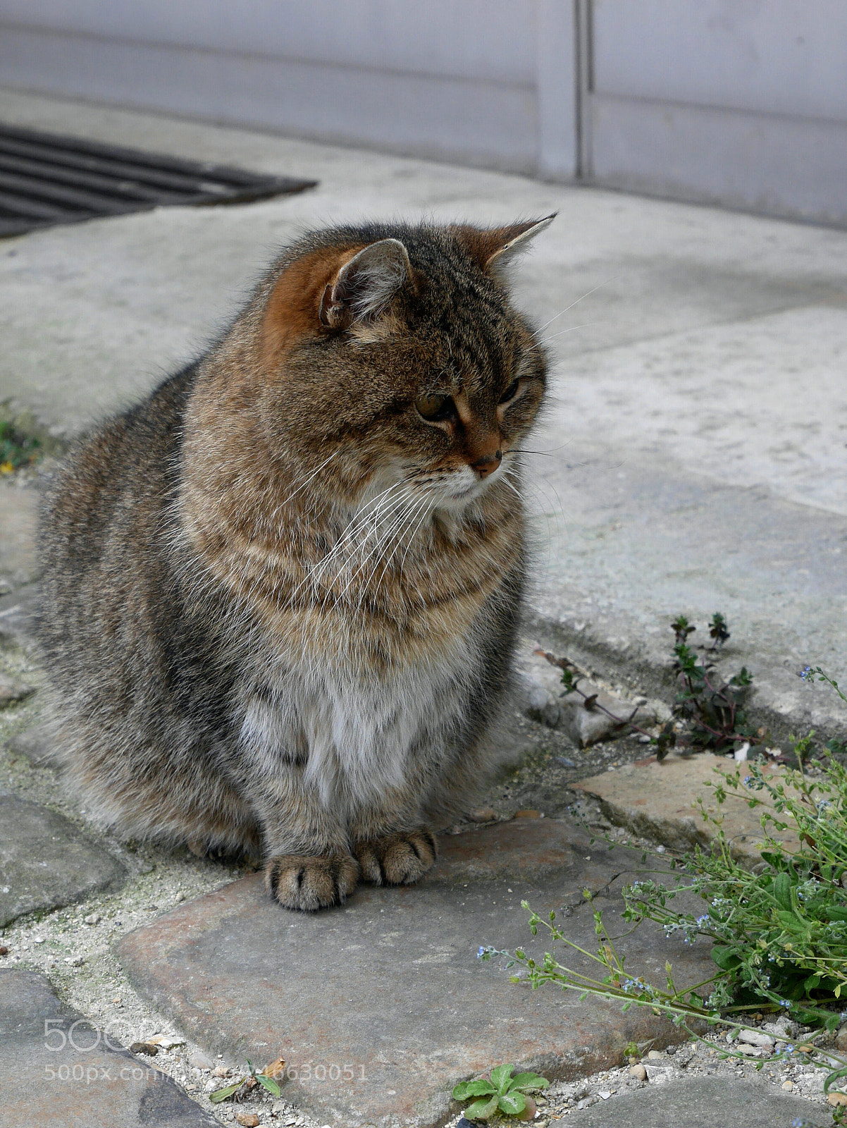 Panasonic Lumix DMC-GM1 sample photo. Charles v, le chat photography