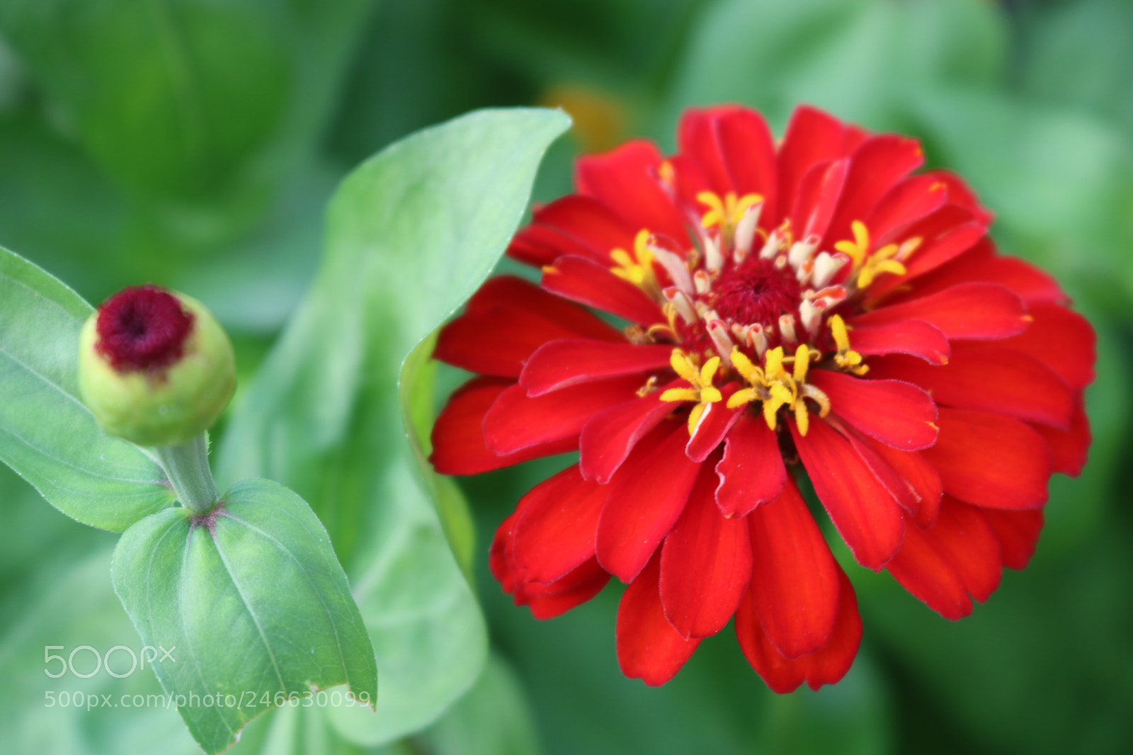 Canon EOS 750D (EOS Rebel T6i / EOS Kiss X8i) sample photo. Untitled photography