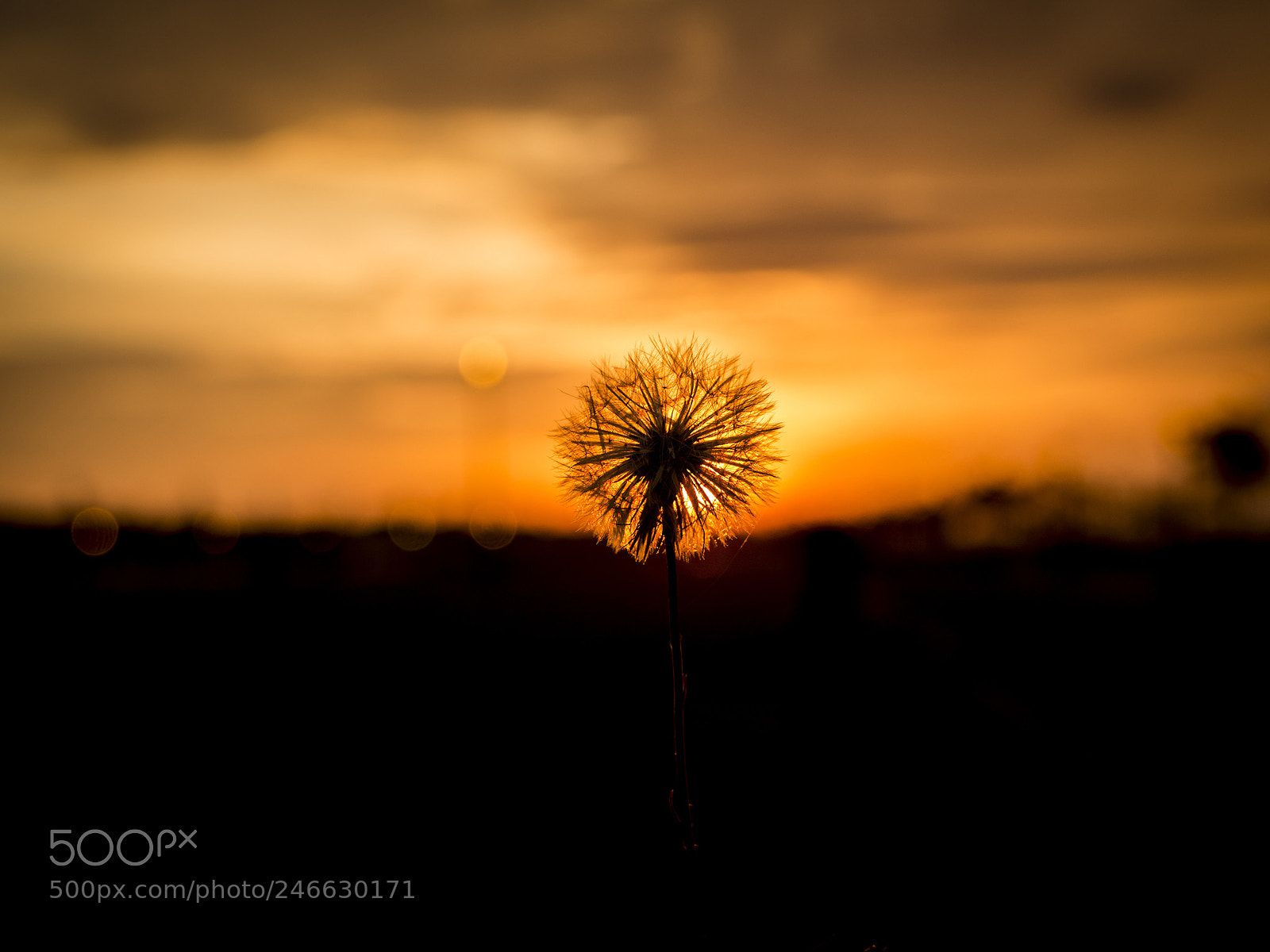 Olympus OM-D E-M10 II sample photo. Dandelion sun. photography