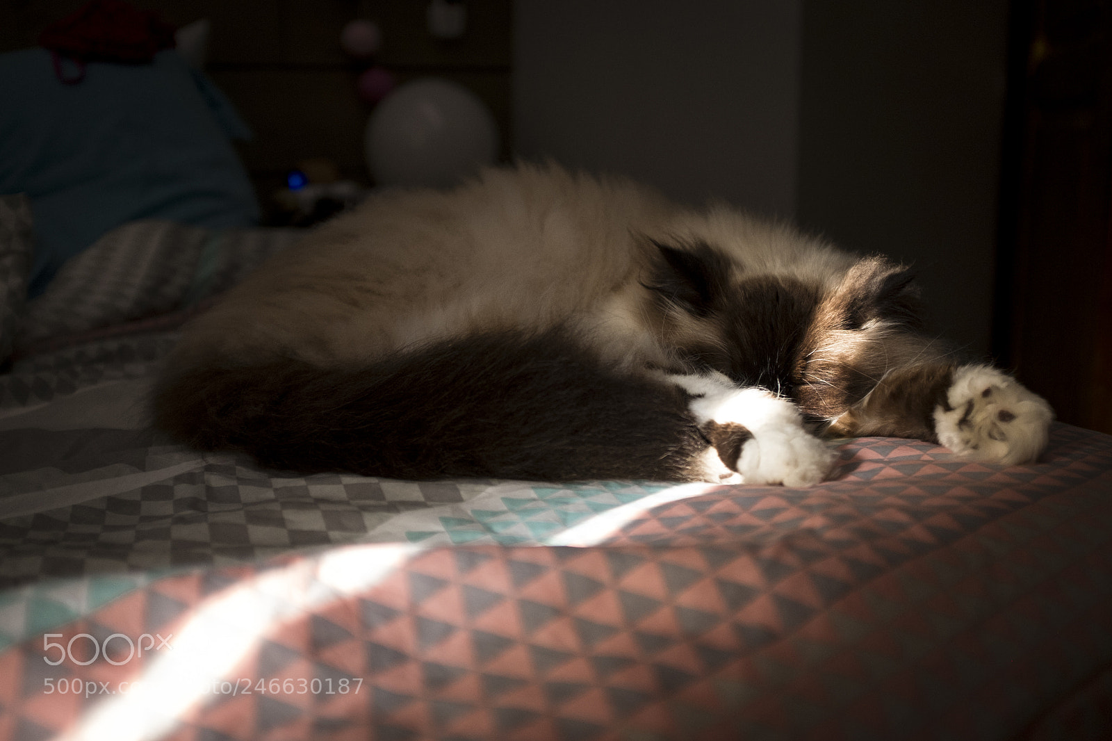Fujifilm X100T sample photo. Sunny morning photography