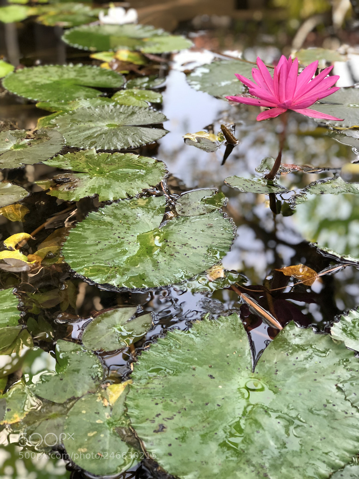 Apple iPhone 8 Plus sample photo. Beauty of nature blooms photography