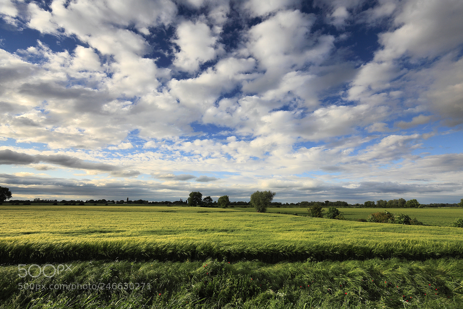 Canon EOS 5D Mark II sample photo. Summer barley crop in photography