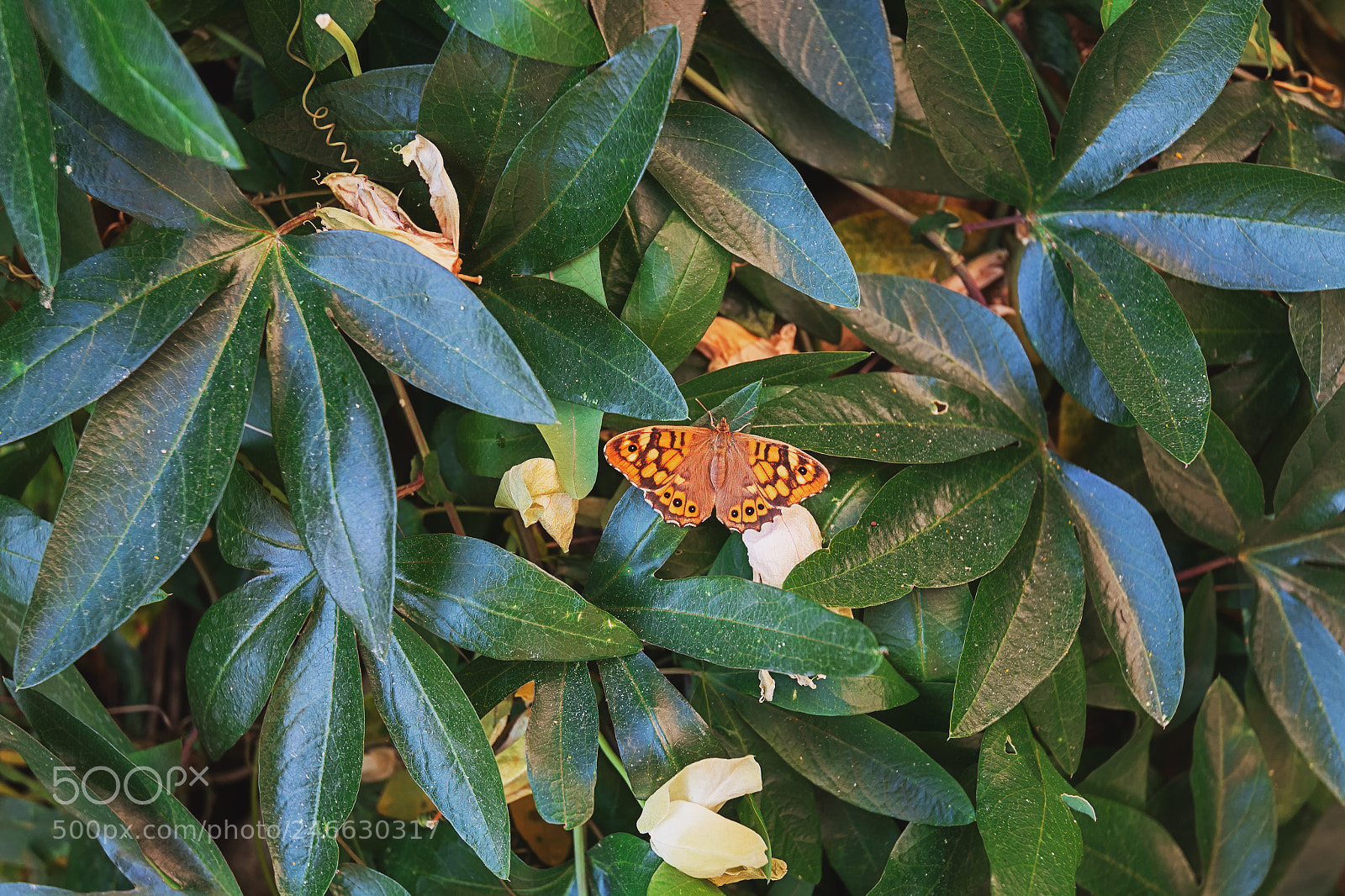 Nikon D7100 sample photo. Butterfly cherish the sun... photography