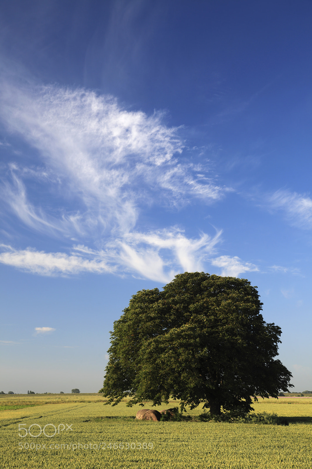 Canon EOS 5D Mark II sample photo. Summer beech tree, fenland photography