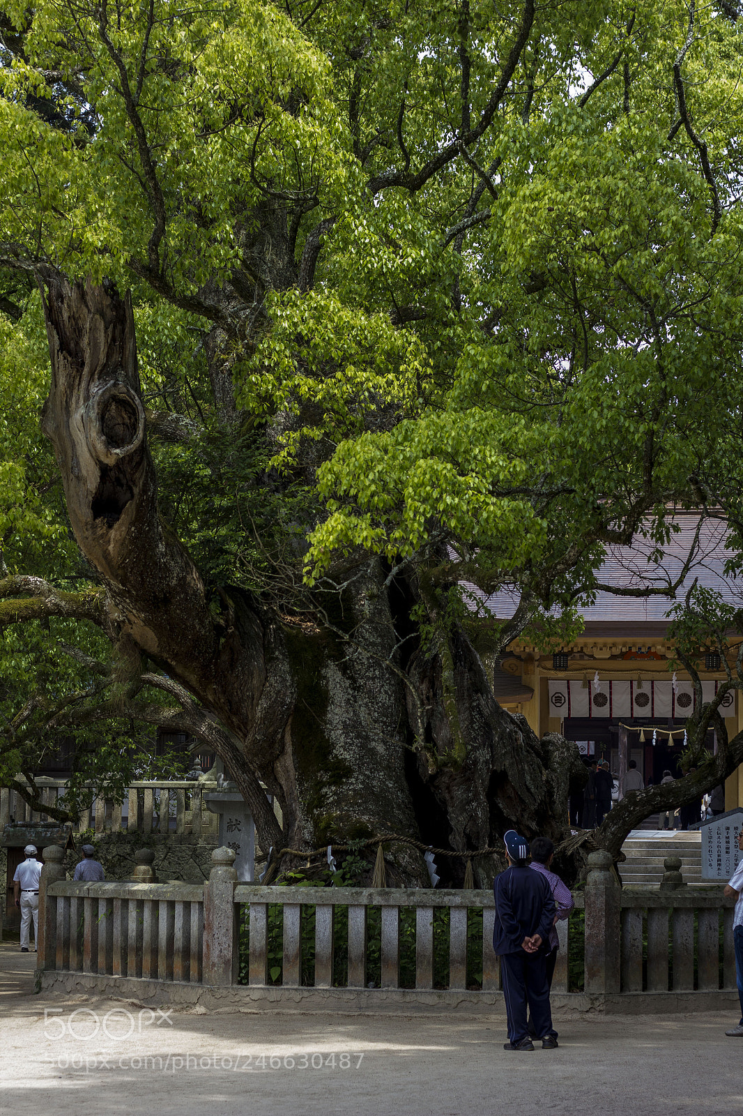 Canon EOS 550D (EOS Rebel T2i / EOS Kiss X4) sample photo. Man look at tree photography