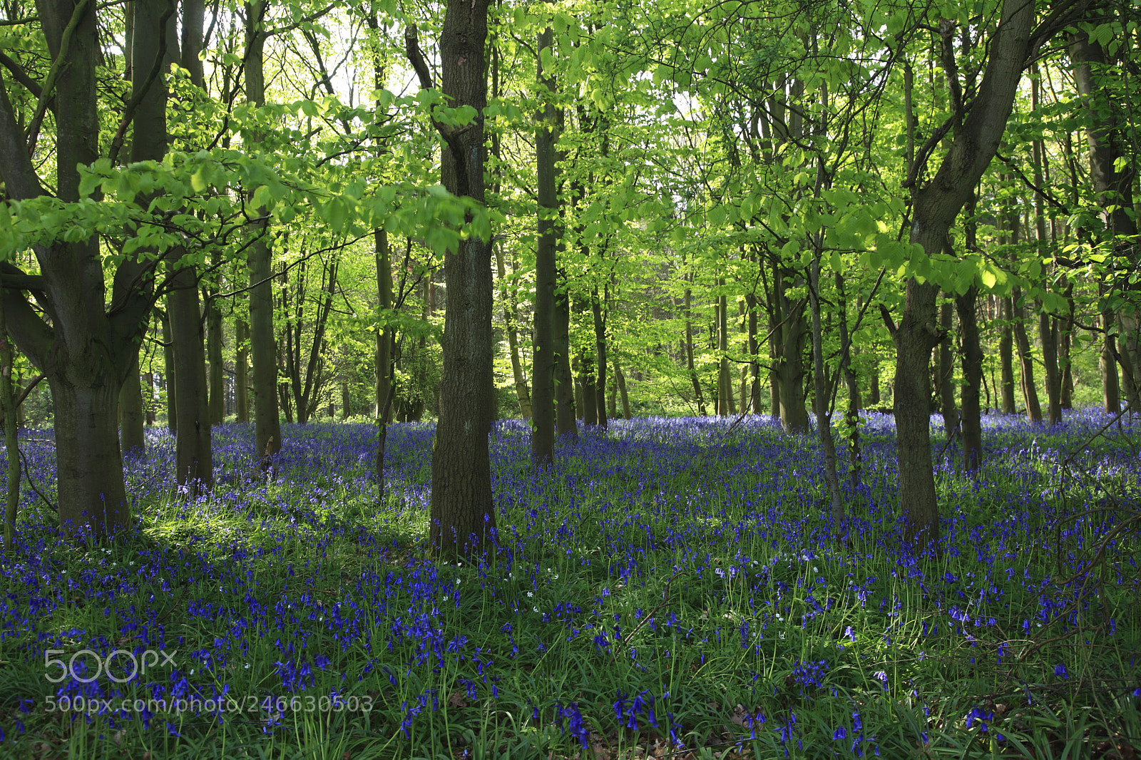 Canon EOS 5D Mark II sample photo. Spring landscape, carpet of photography