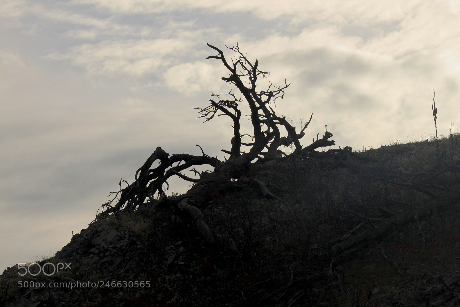 Canon EOS 500D (EOS Rebel T1i / EOS Kiss X3) sample photo. Bearbutte tree photography