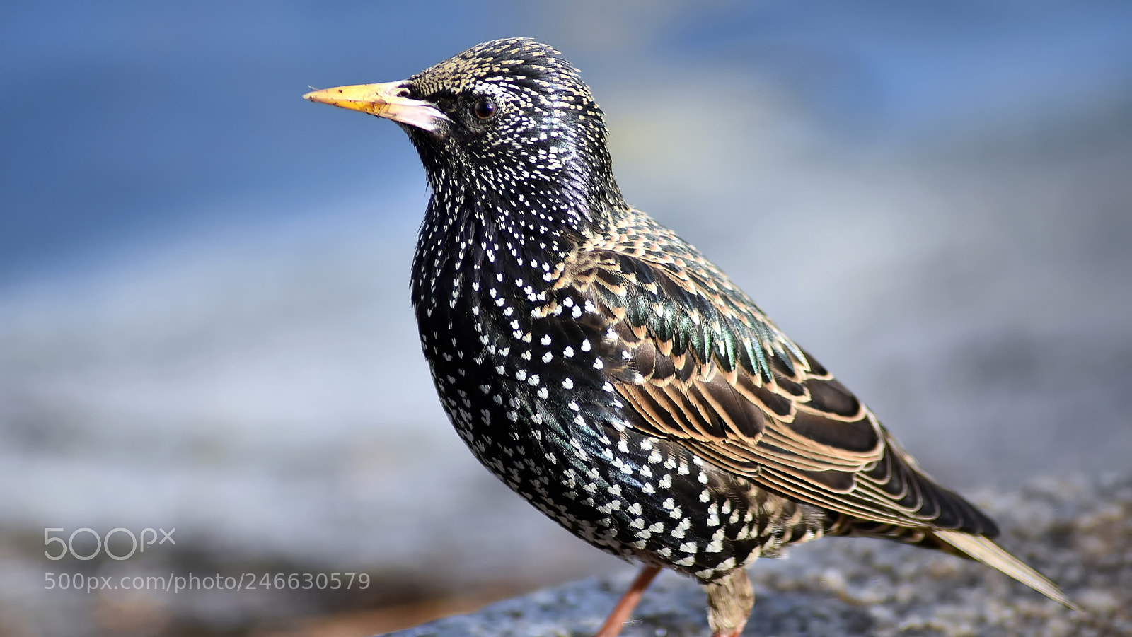 Nikon D3400 sample photo. Portrait of a starling... photography