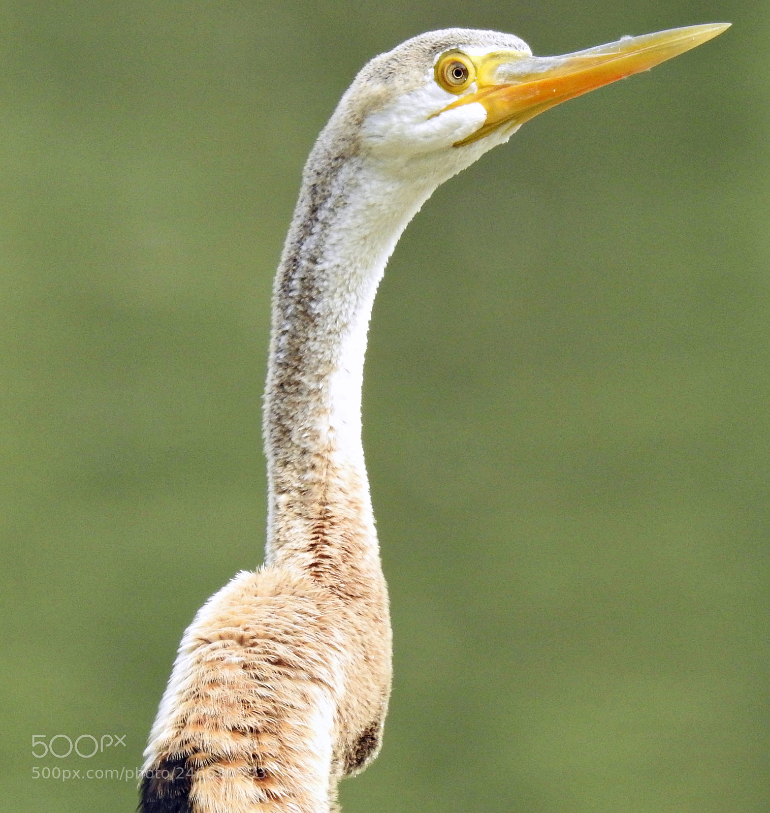 Nikon Coolpix P900 sample photo. Indian darter photography
