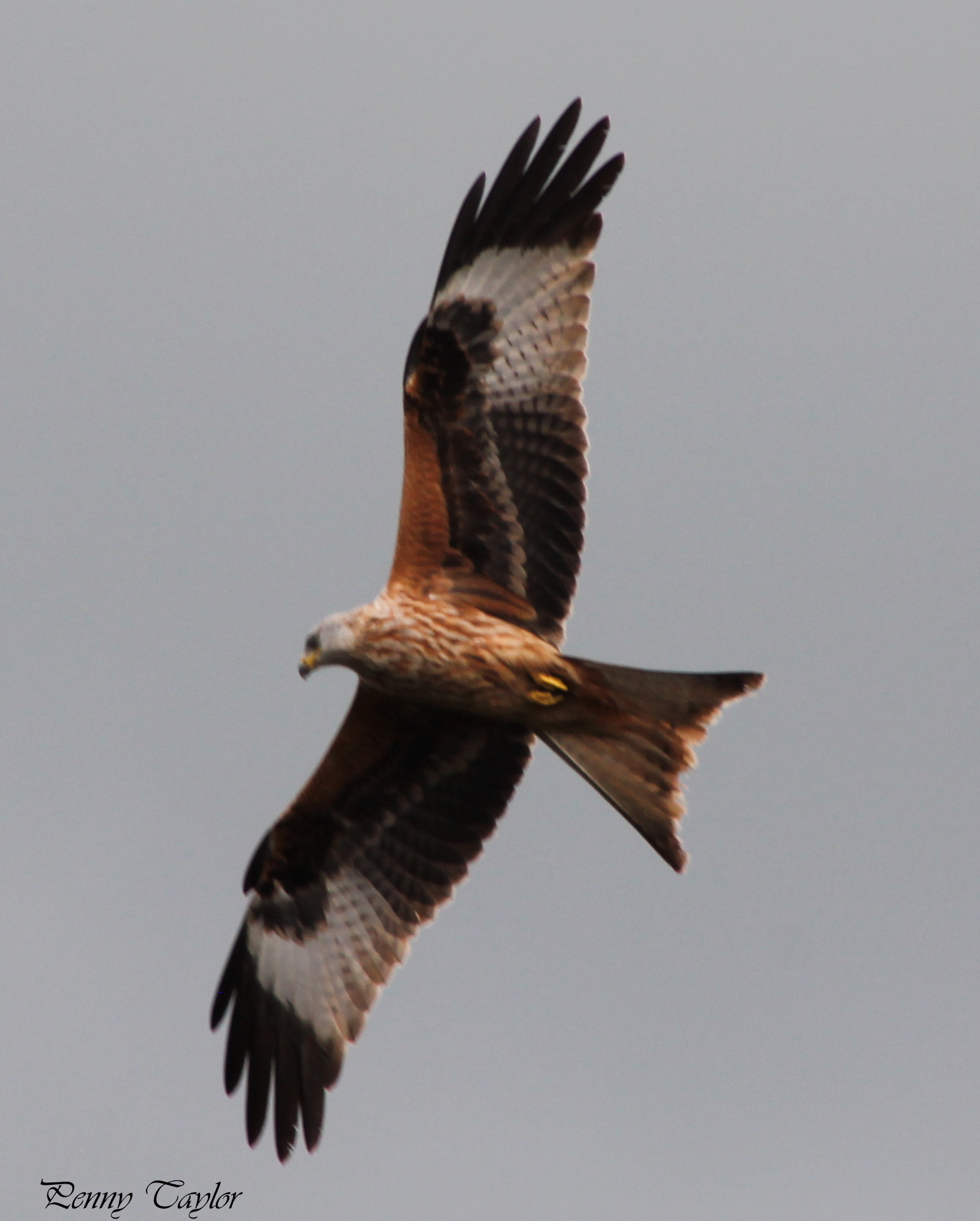 EF75-300mm f/4-5.6 sample photo. Red kite photography