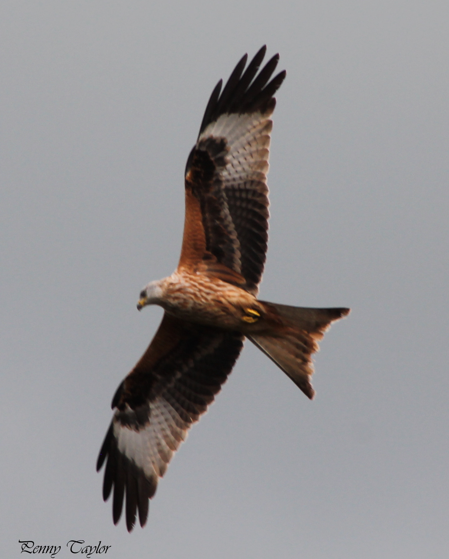 Canon EOS 1100D (EOS Rebel T3 / EOS Kiss X50) + EF75-300mm f/4-5.6 sample photo. Red kite photography