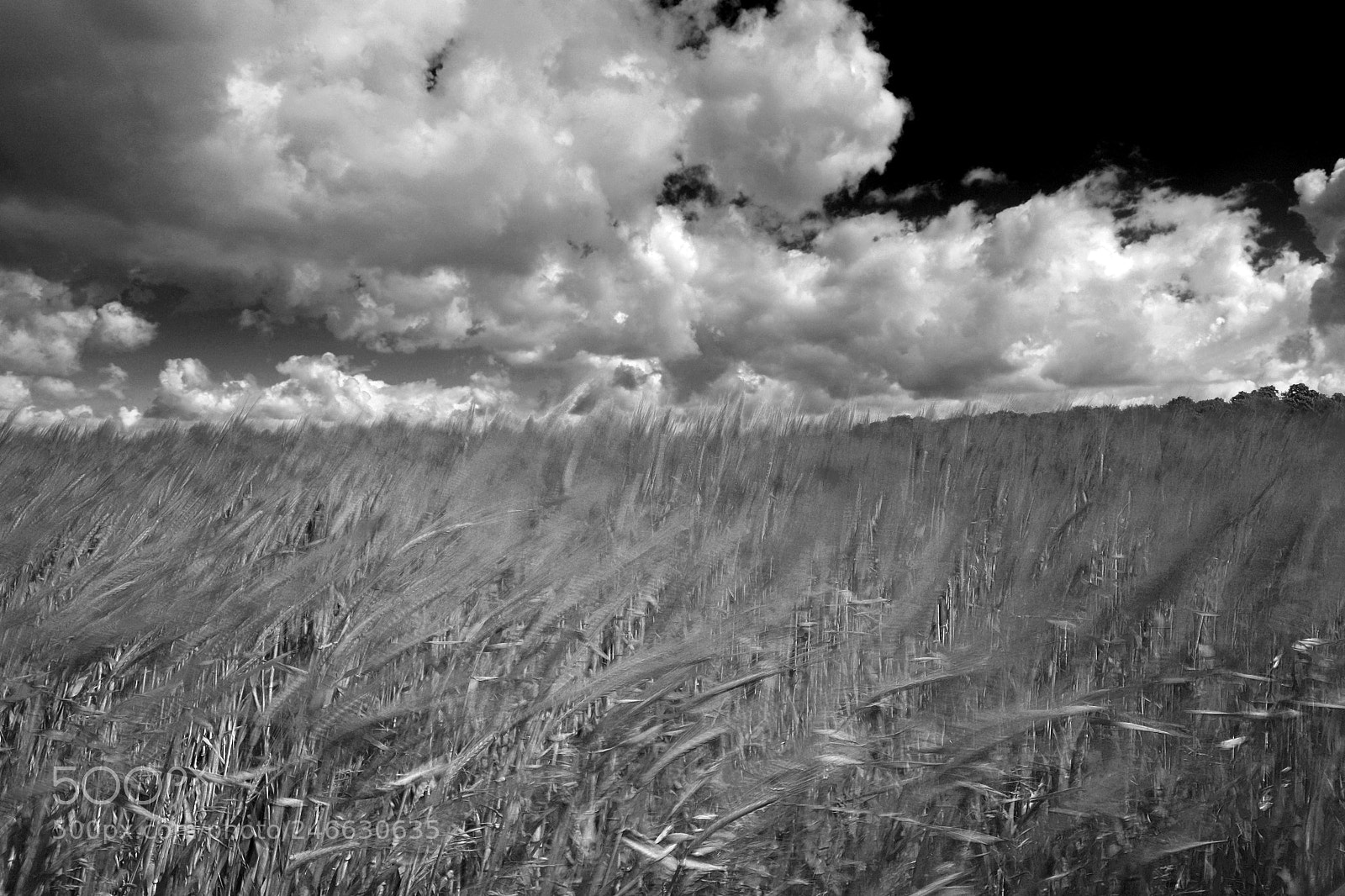 Canon EOS 5D Mark II sample photo. Summer barley crop in photography