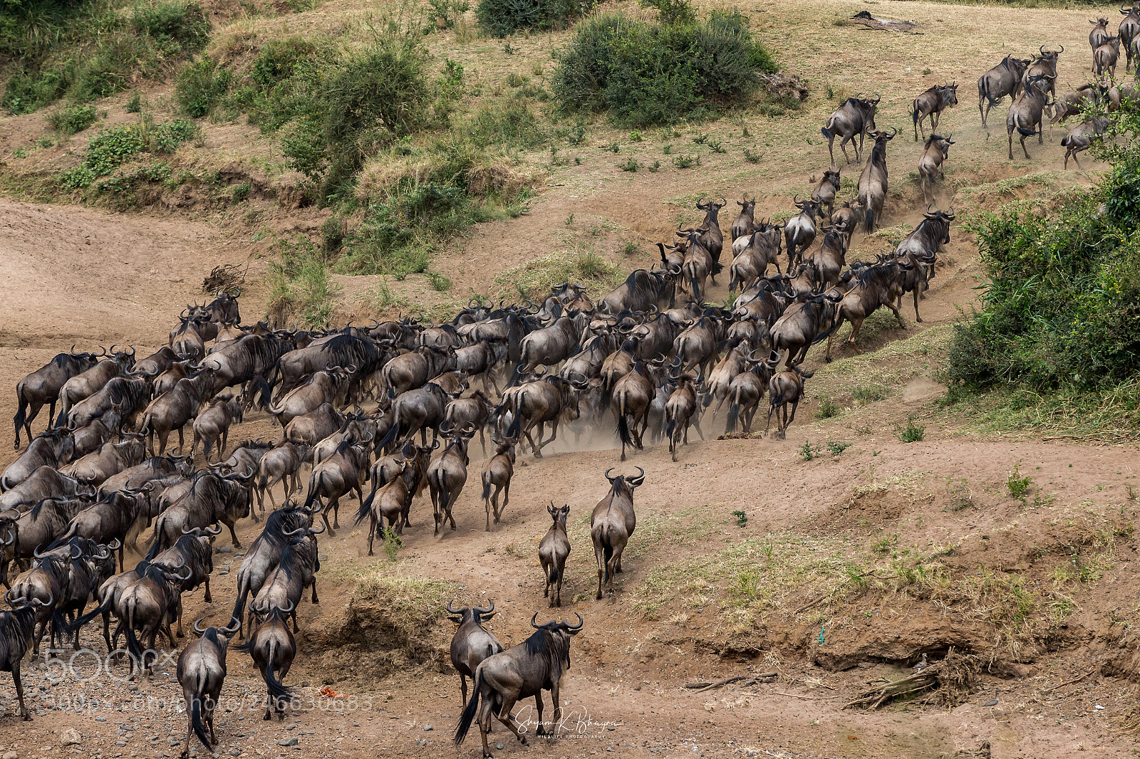 Canon EOS-1D X sample photo. Wildebeest photography