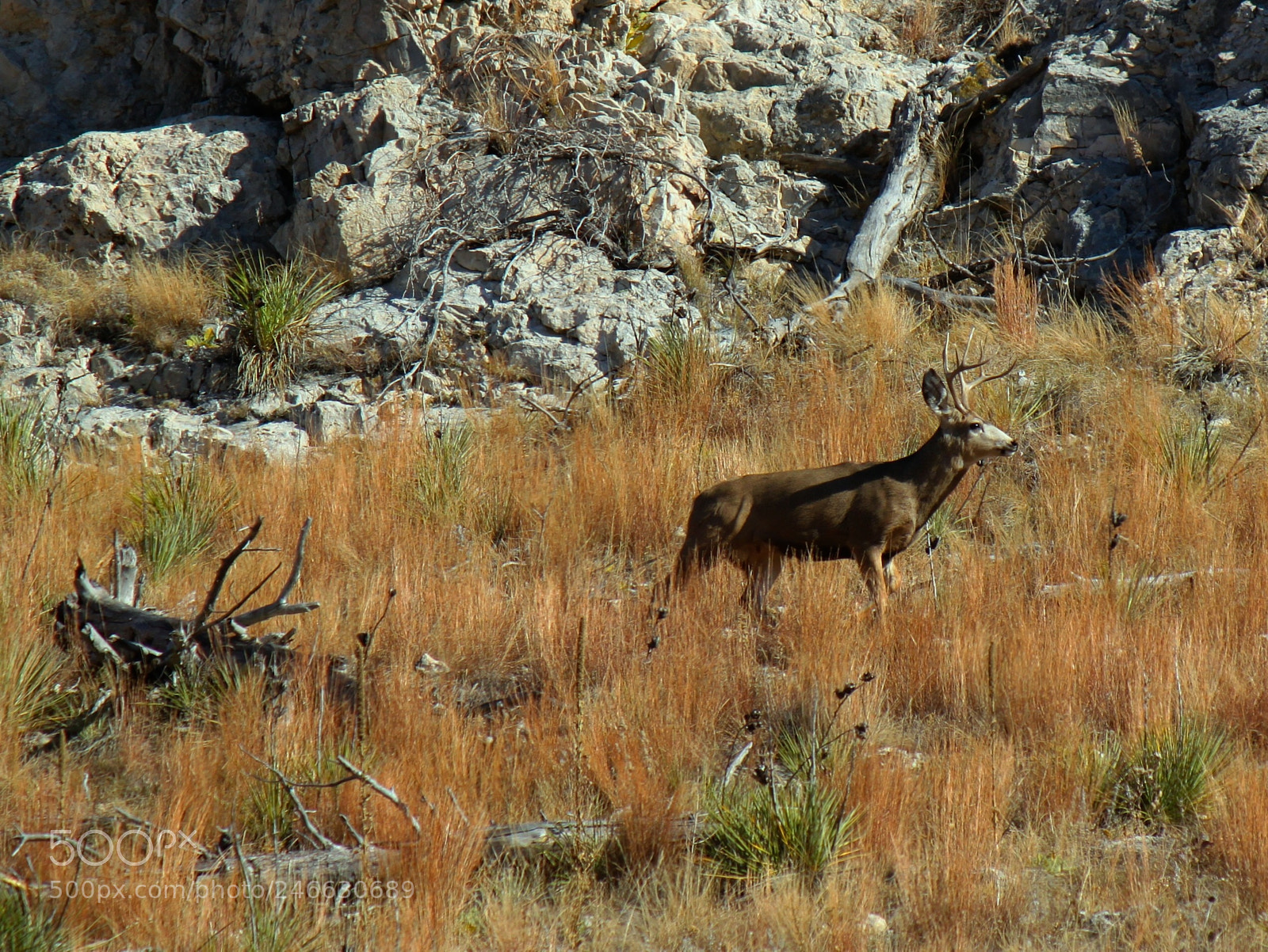 Canon EOS 500D (EOS Rebel T1i / EOS Kiss X3) sample photo. Bearbutte deer photography