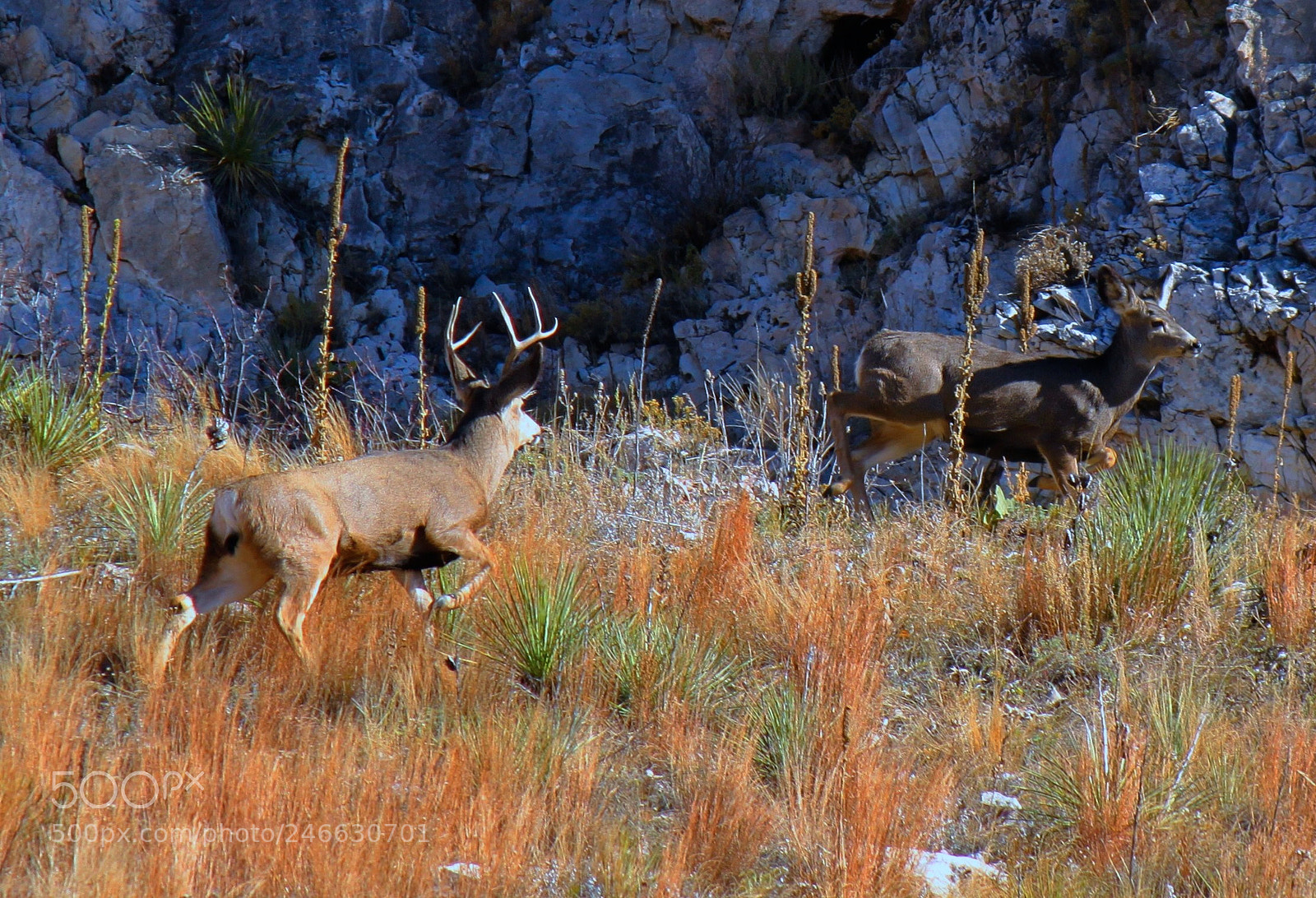 Canon EOS 500D (EOS Rebel T1i / EOS Kiss X3) sample photo. Bearbutte deer photography