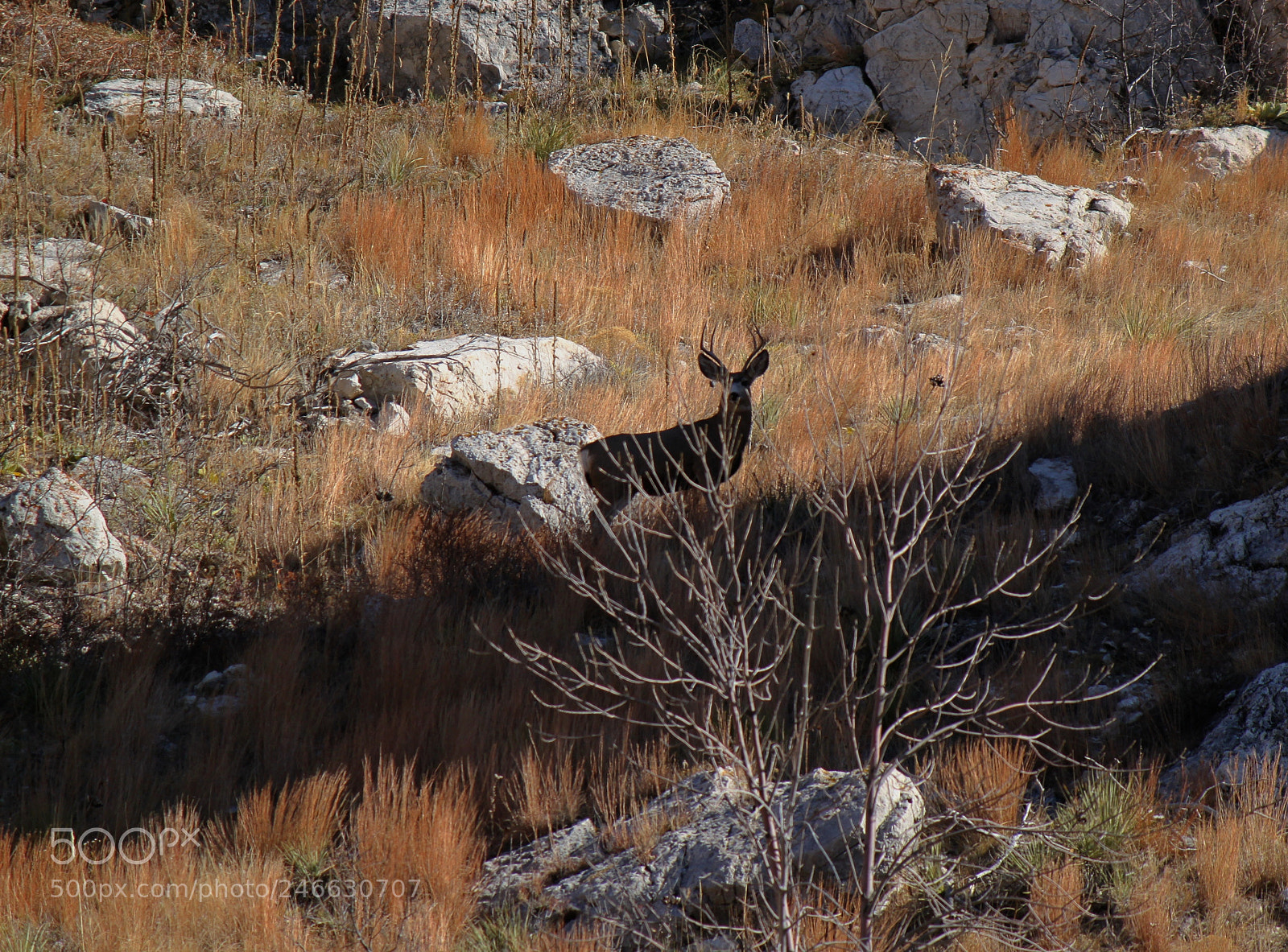 Canon EOS 500D (EOS Rebel T1i / EOS Kiss X3) sample photo. Bearbutte deer photography