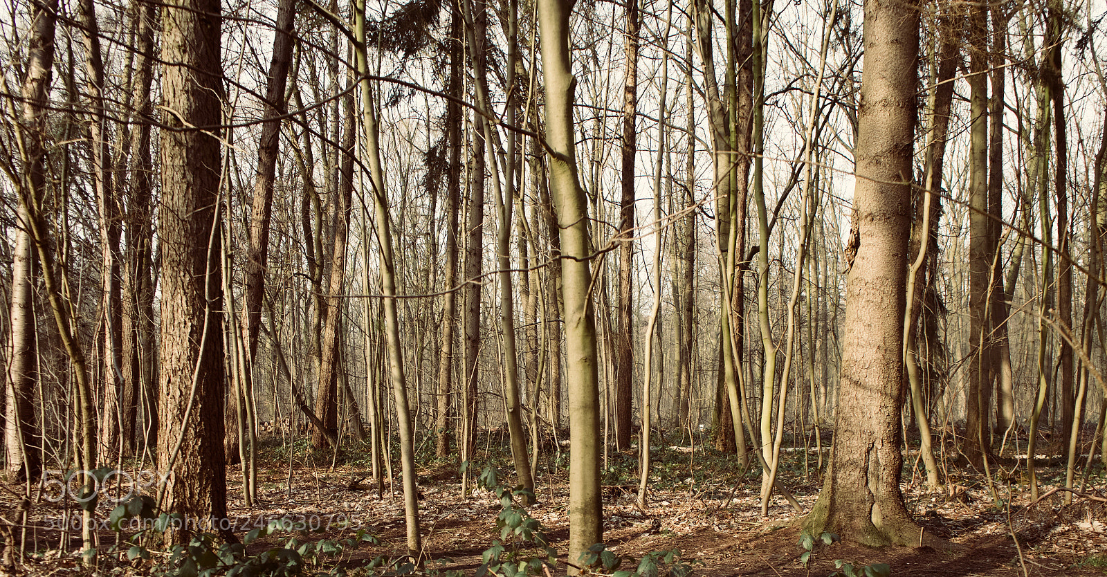 Sony a7 II sample photo. Forest photography