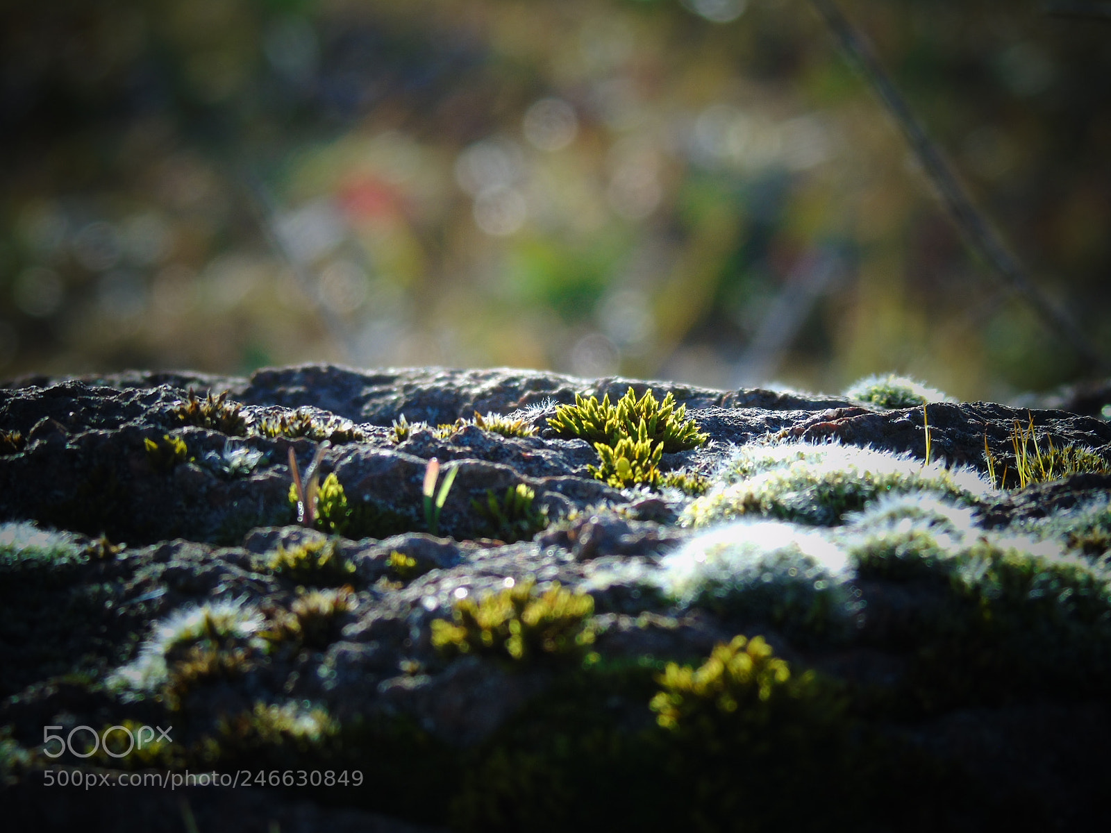 Sony Cyber-shot DSC-H400 sample photo. Voir les choses de photography