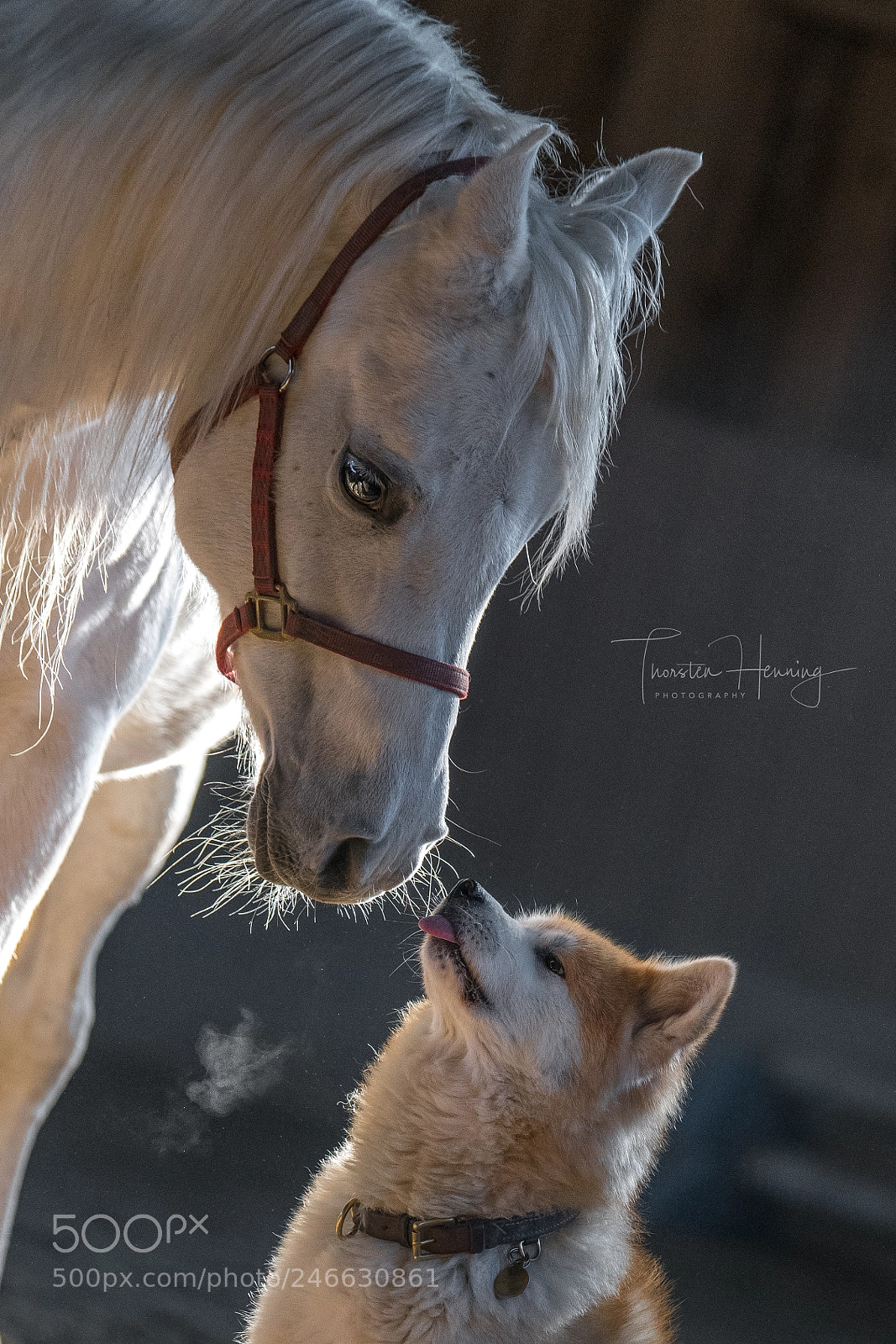 Nikon D850 sample photo. Friendship comes in many photography