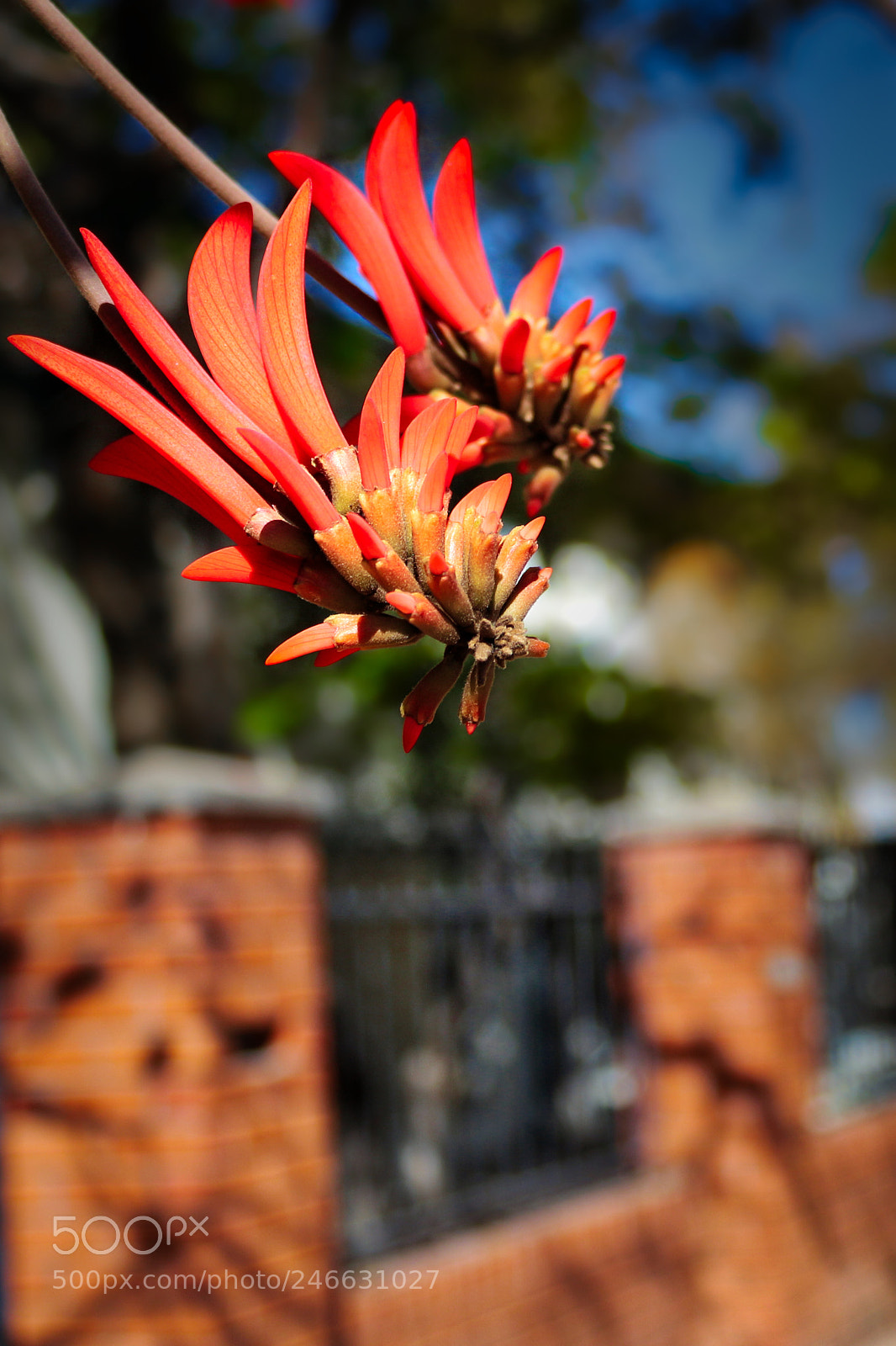 Canon EOS 100D (EOS Rebel SL1 / EOS Kiss X7) sample photo. Beautiful red flower of photography