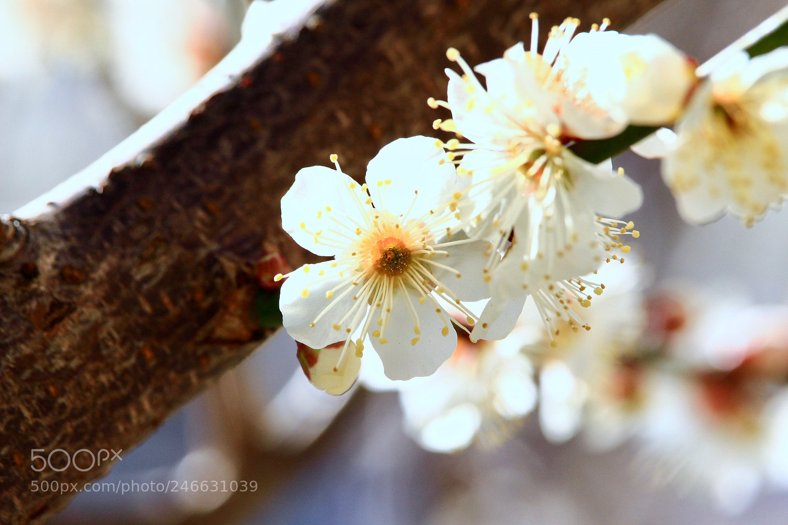 Canon EOS 700D (EOS Rebel T5i / EOS Kiss X7i) sample photo. In full bloom... photography
