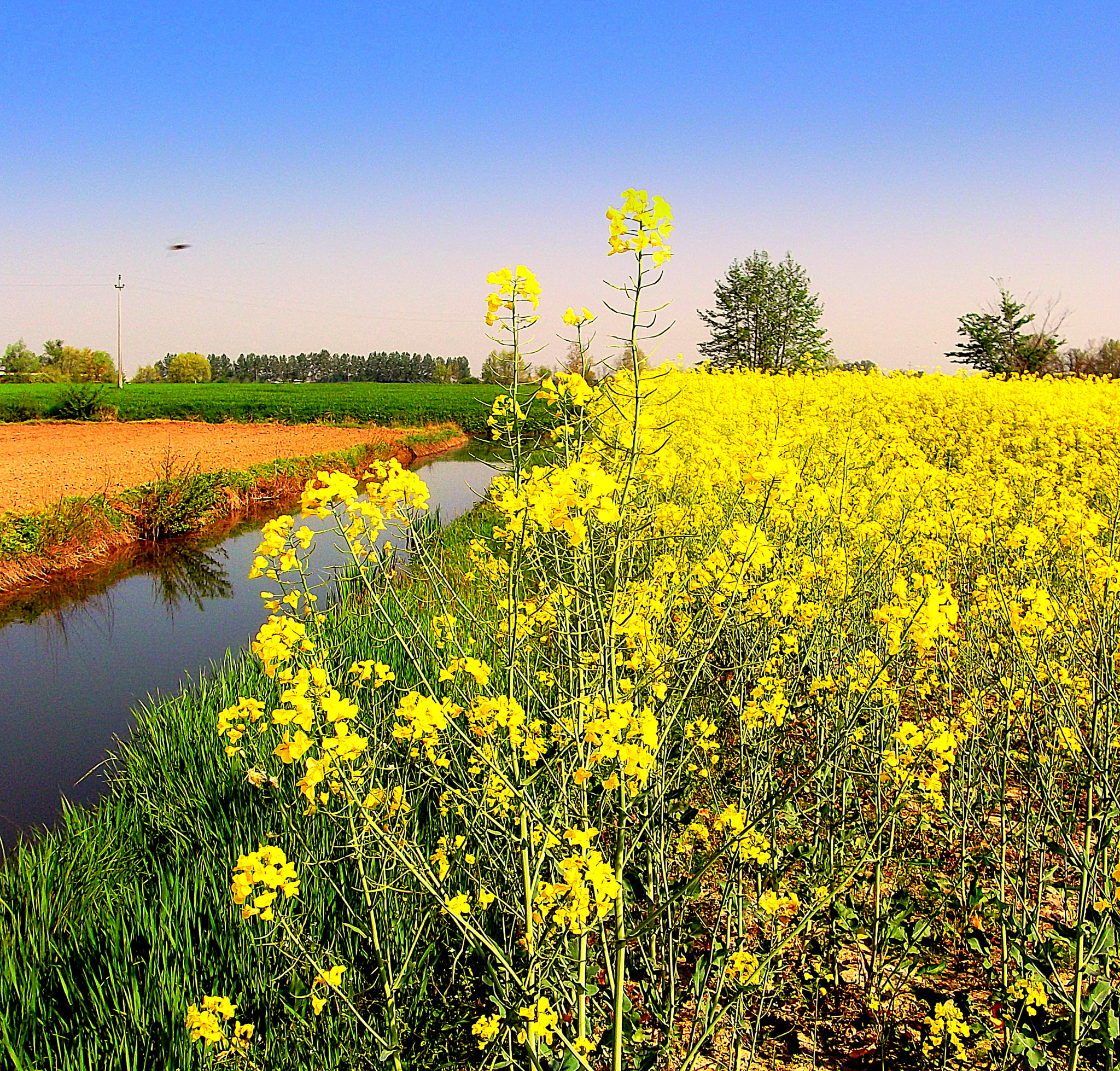 Fujifilm FinePix JX250 sample photo. Paesaggio primaverile fiorito a fiesse. photography