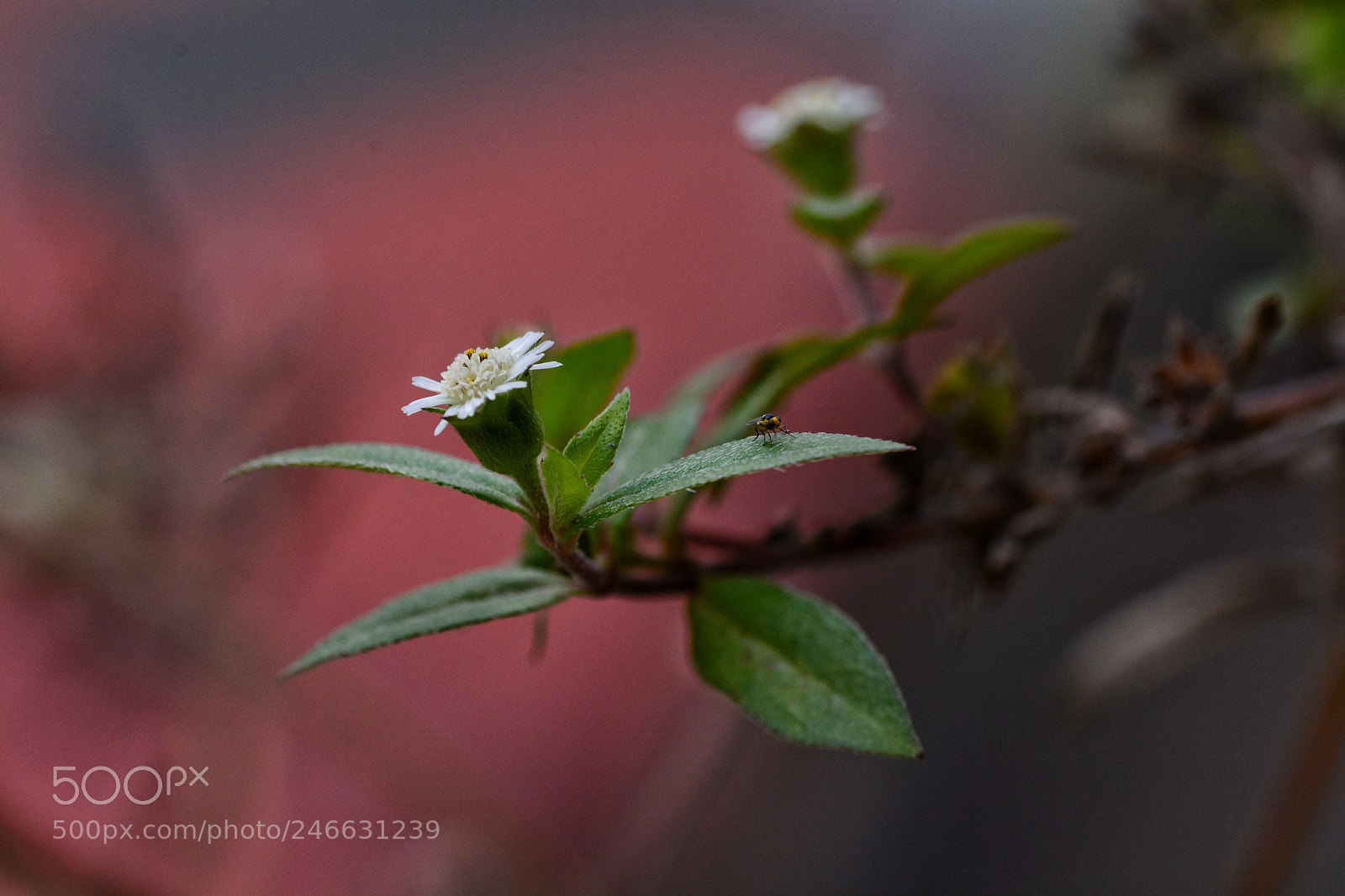 Nikon D7100 sample photo. Untitled photography