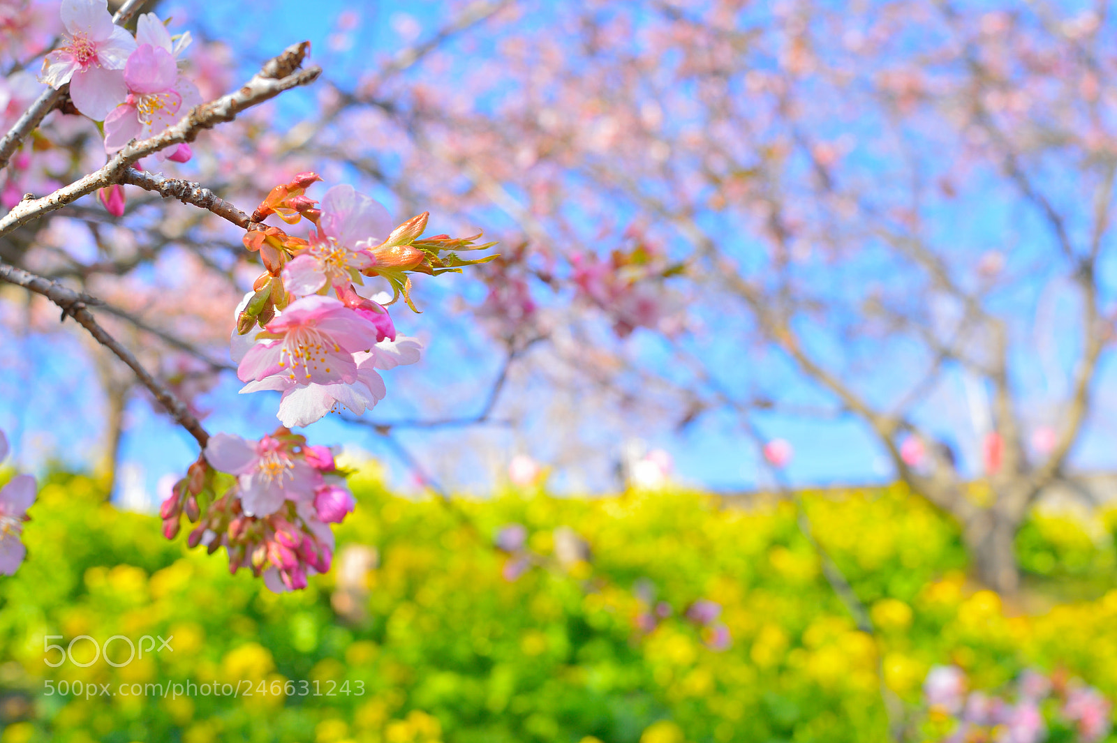 Nikon Df sample photo. Spring is coming photography