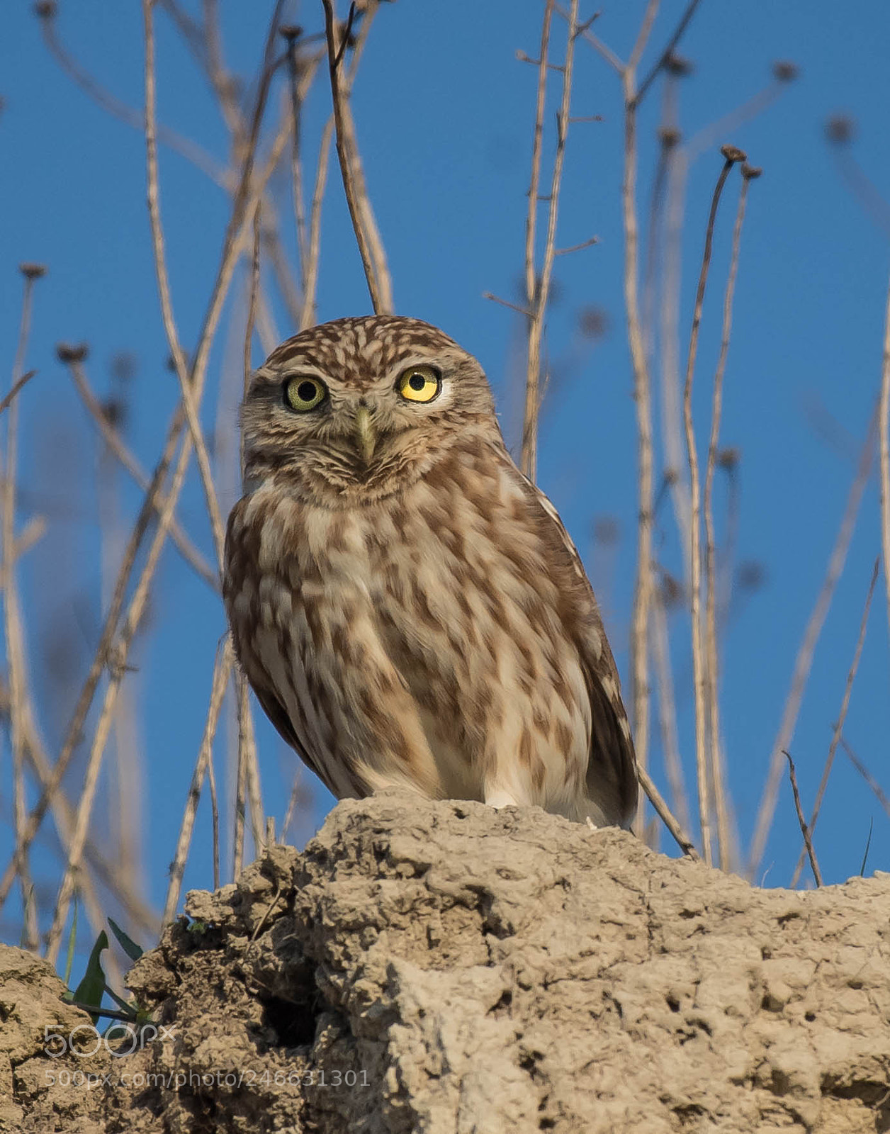 Nikon D5 sample photo. Owl photography
