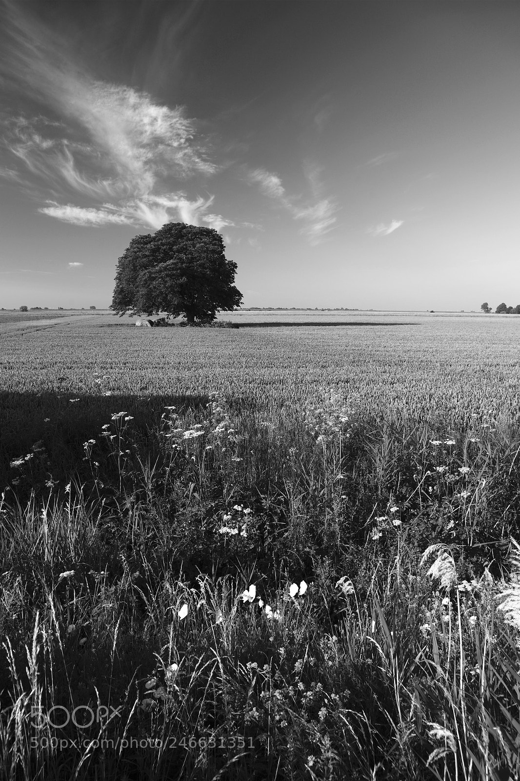 Canon EOS 5D Mark II sample photo. Summer beech tree, fenland photography