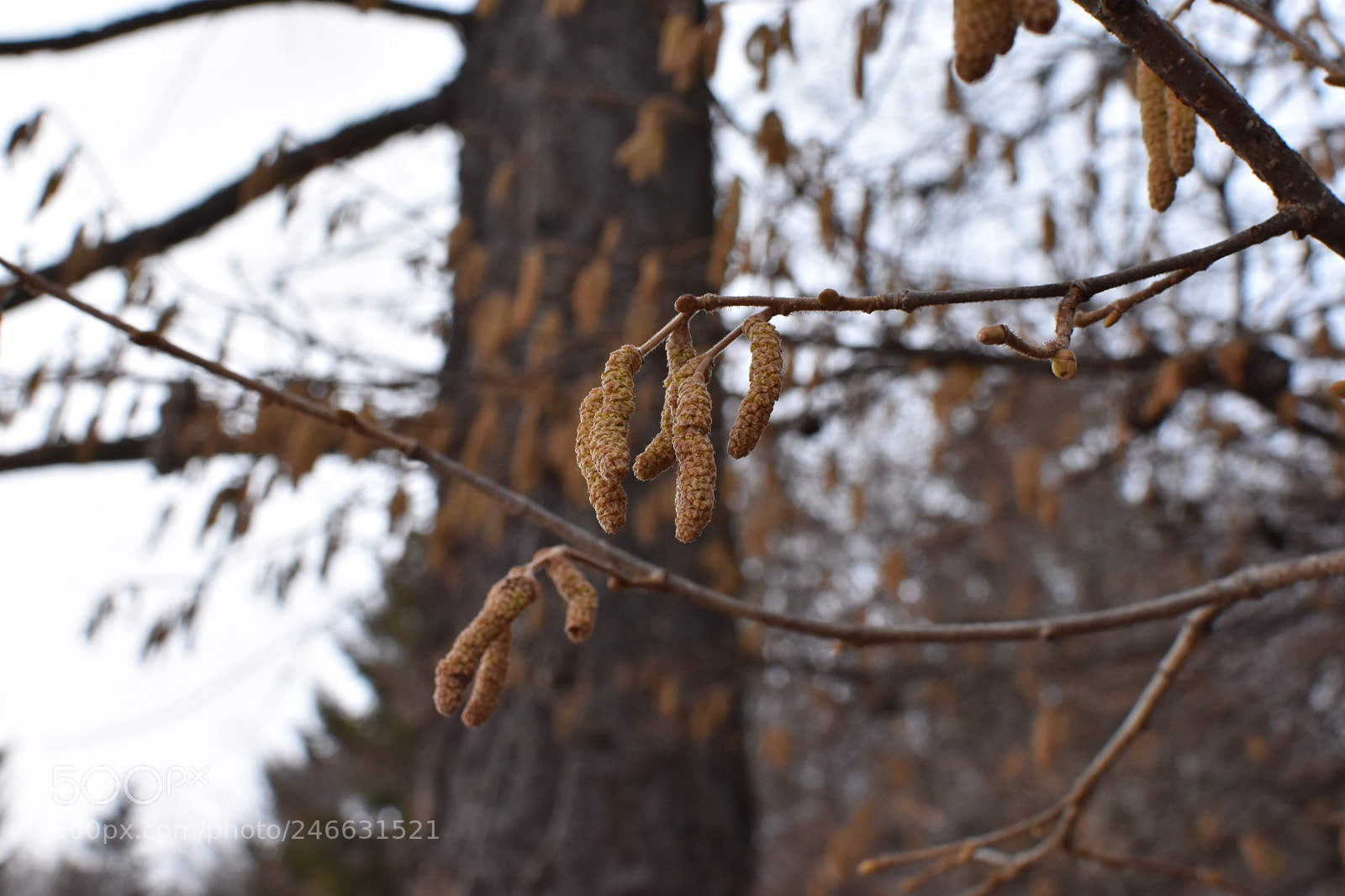 Nikon D3400 sample photo. Peace photography