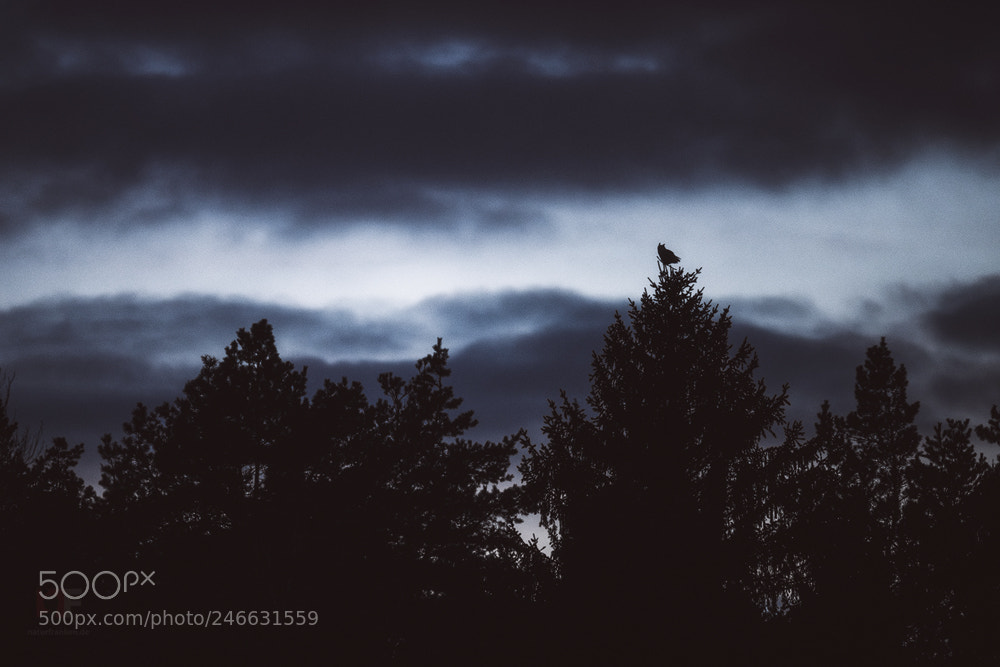 Nikon D850 sample photo. The night falls photography