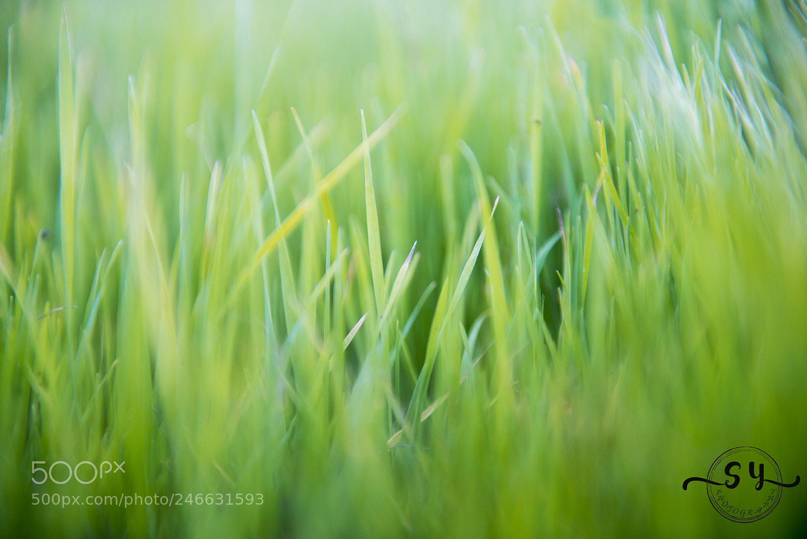 Nikon D800 sample photo. ***green*** photography