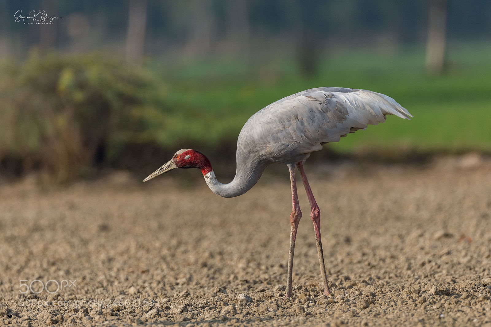 Canon EOS-1D X sample photo. Sarus crane photography