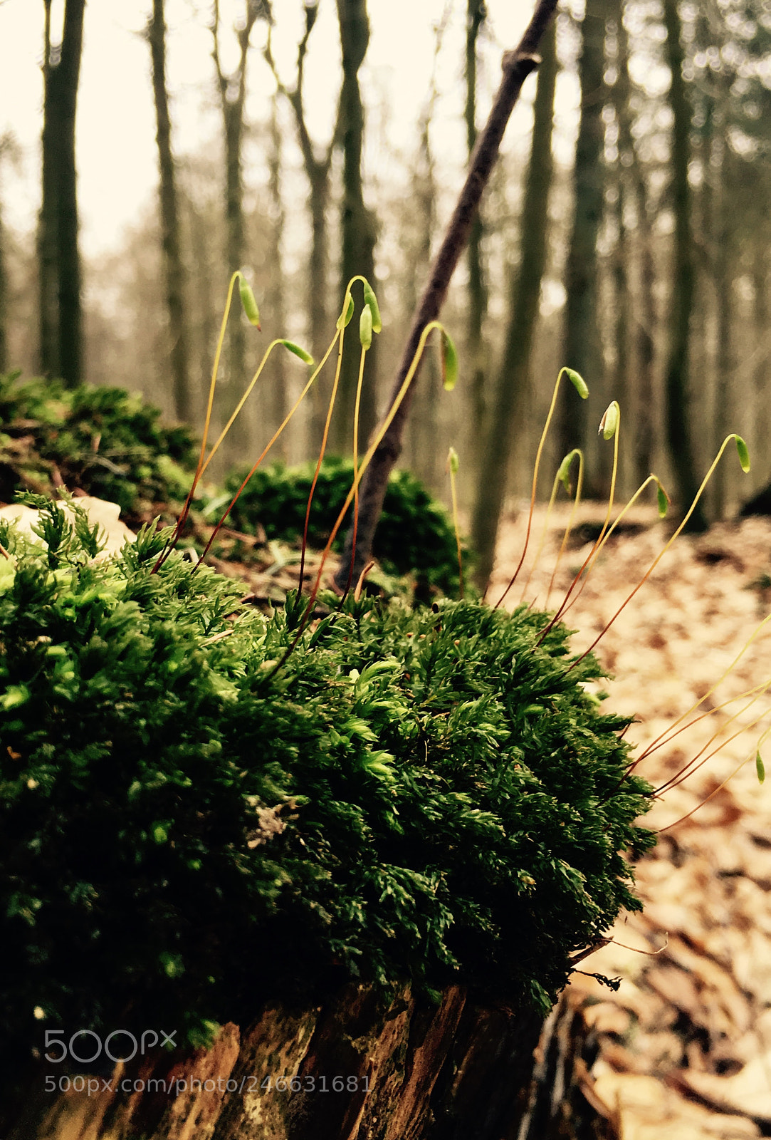 Apple iPhone 6s sample photo. Green forest photography