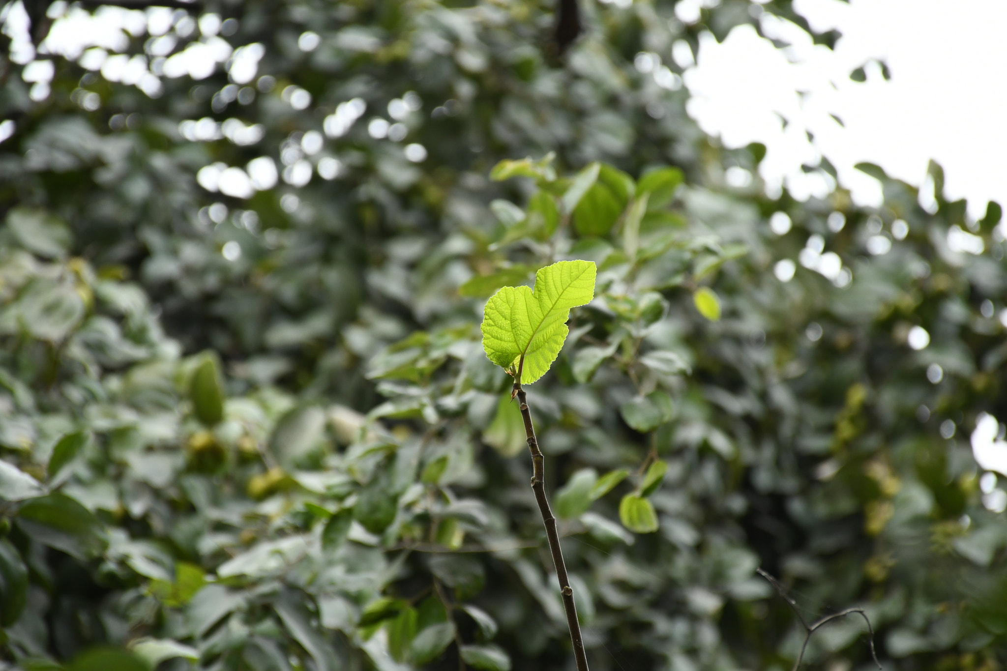Nikon D7500 sample photo